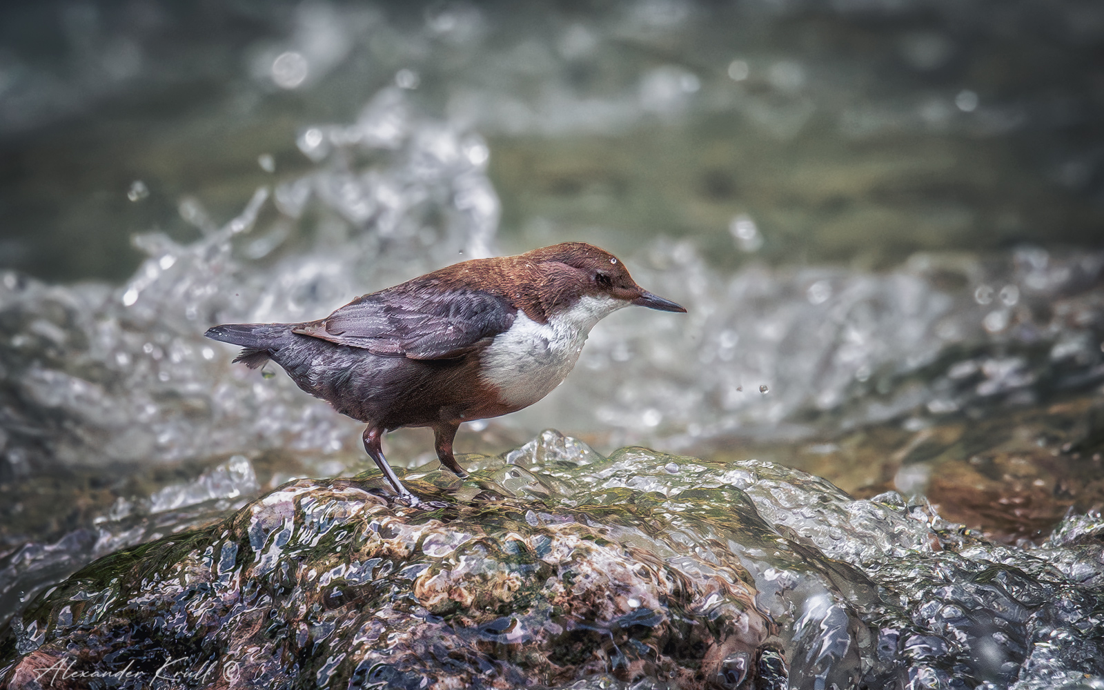 оляпка, обыкновенная оляпка, водяной воробей, cinclus cinclus, Круль Александр