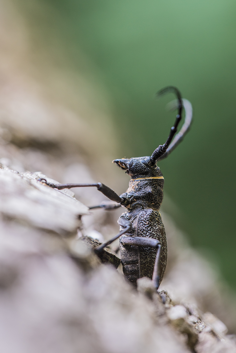 , Илья Михеев