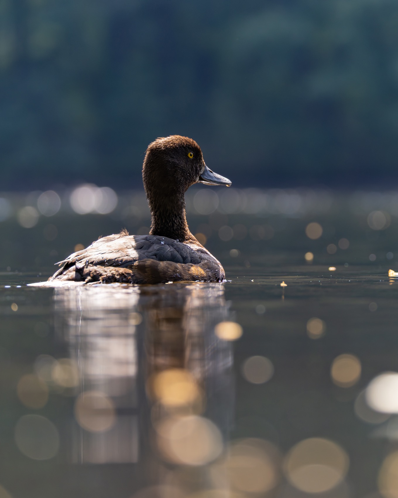 нырок, хохлатая чернеть, утка, птицы, Руслан Pl