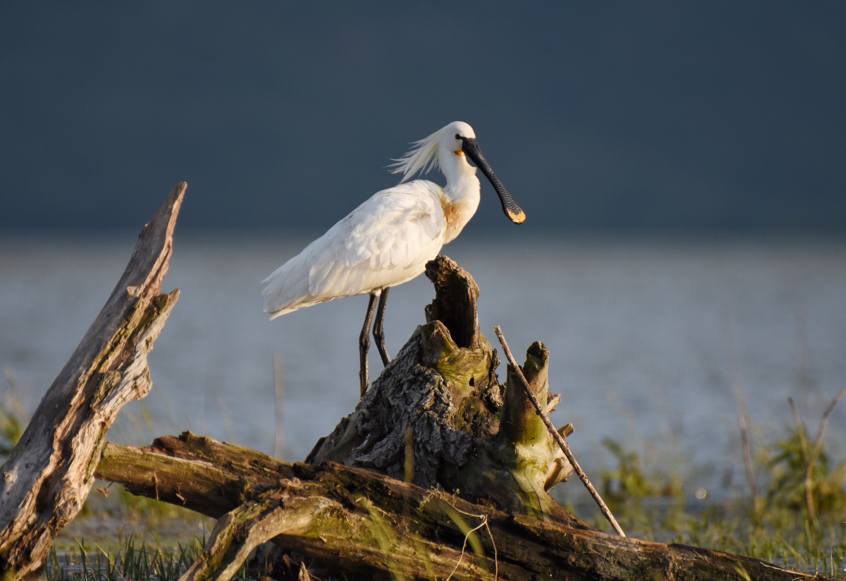, Герчев Николай