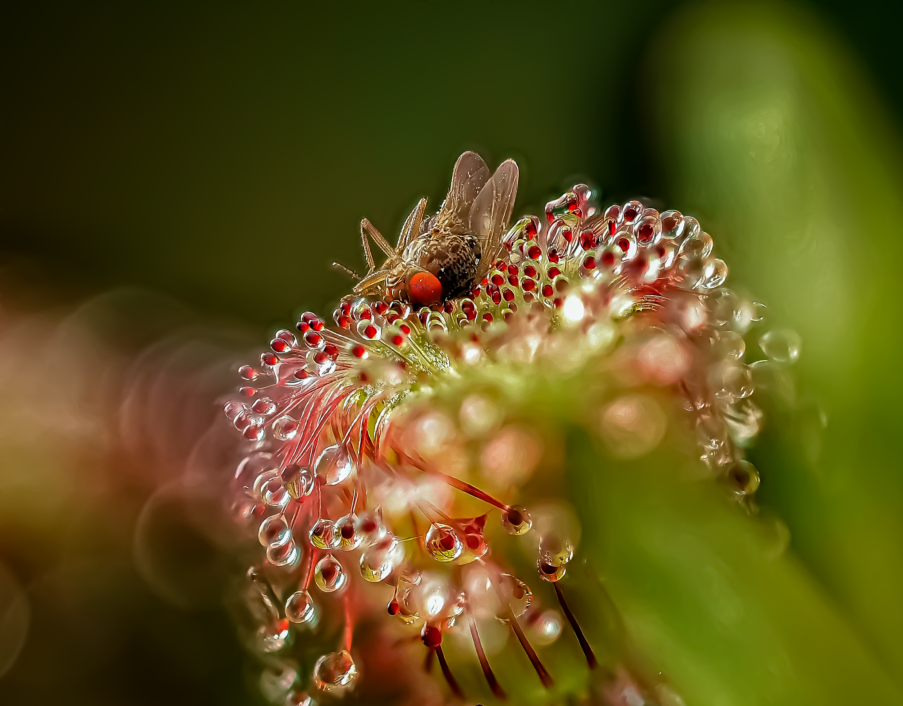 , Савчук Анатолий
