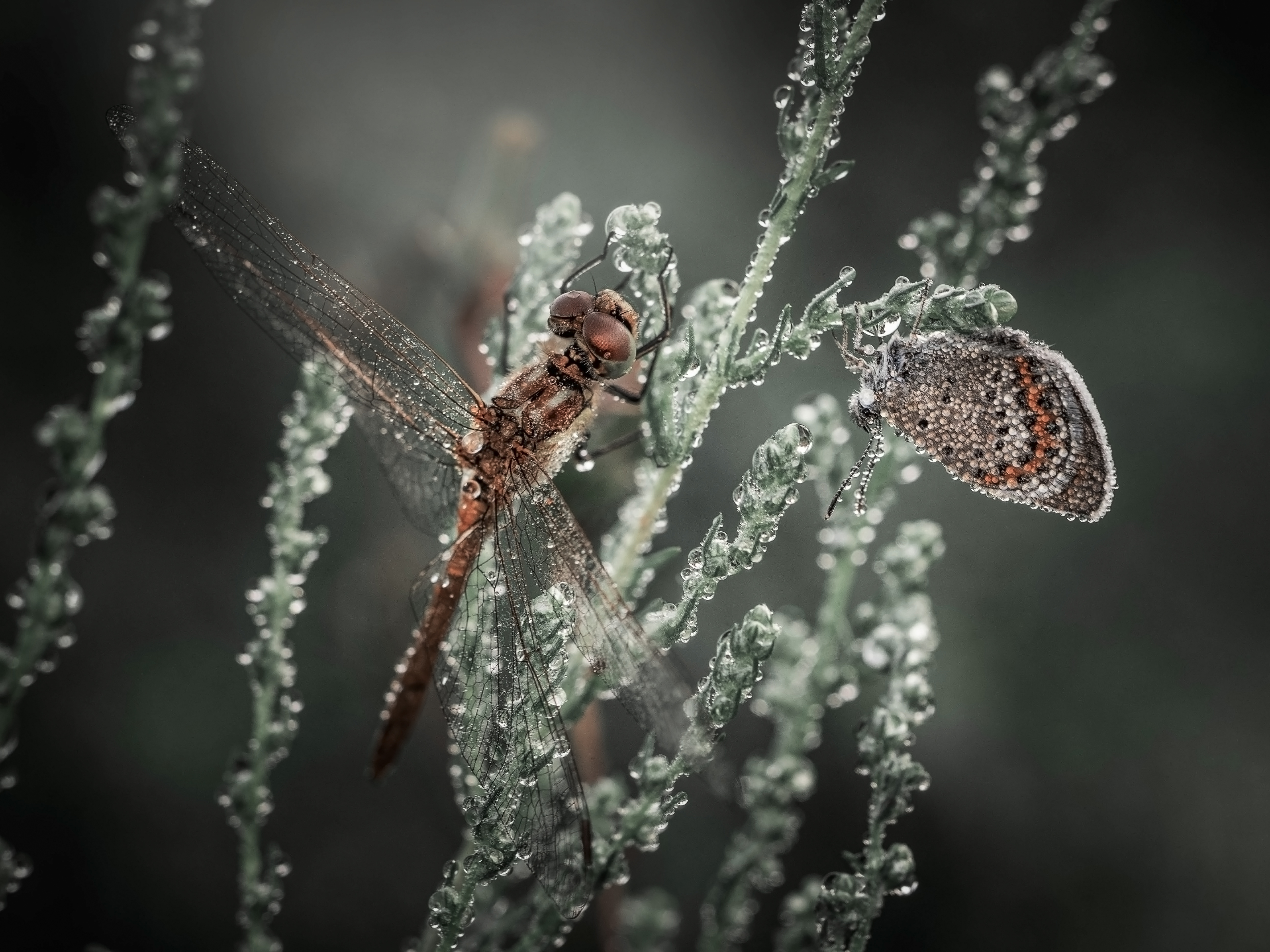 , Лапшина Владлена