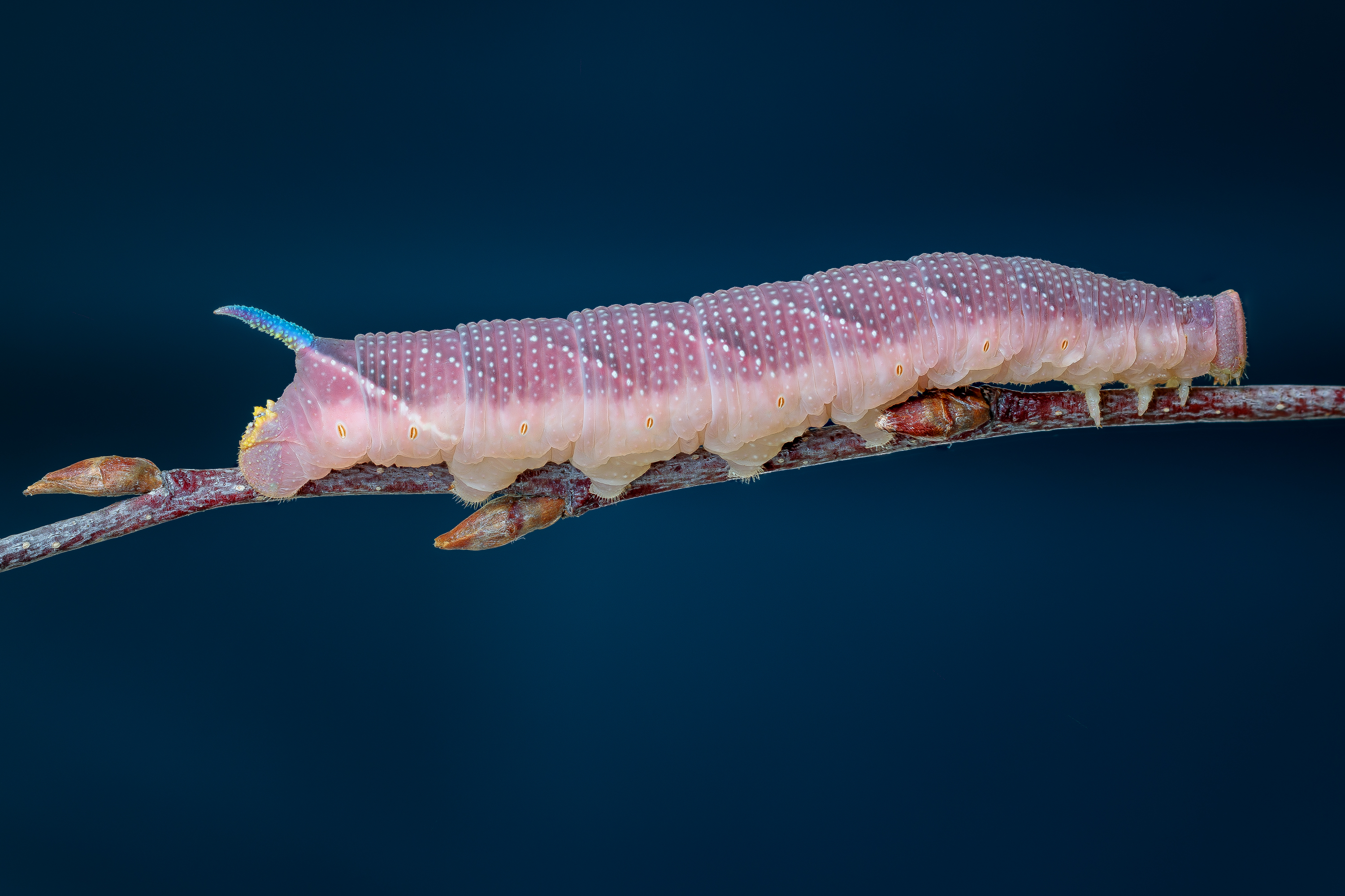 , Кузнецов Дмитрий