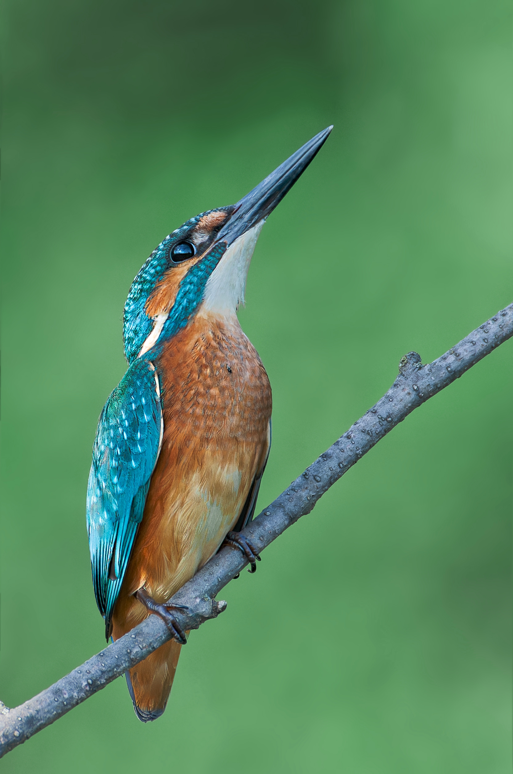 , Фото Александр