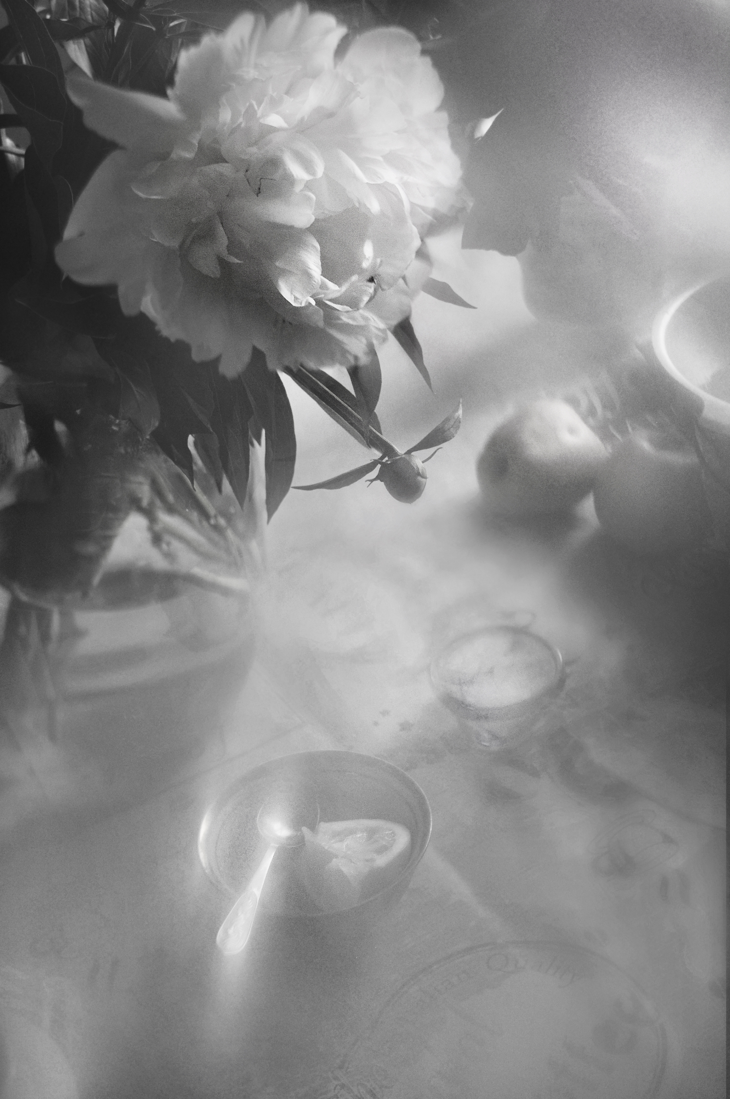 чёрно-белое, лето, пион, цветы, настроение, монохром, still life, black and white, summer spirit , Буглак Инна