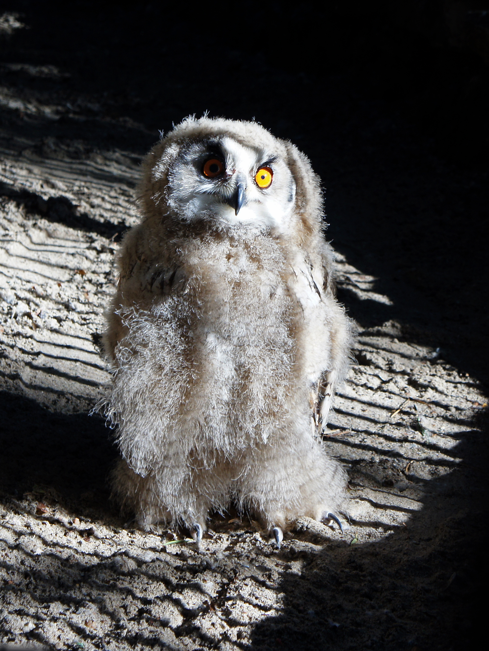 филин, птицы, птенец, животные, дикие животные, животные красной книги,, Людмила