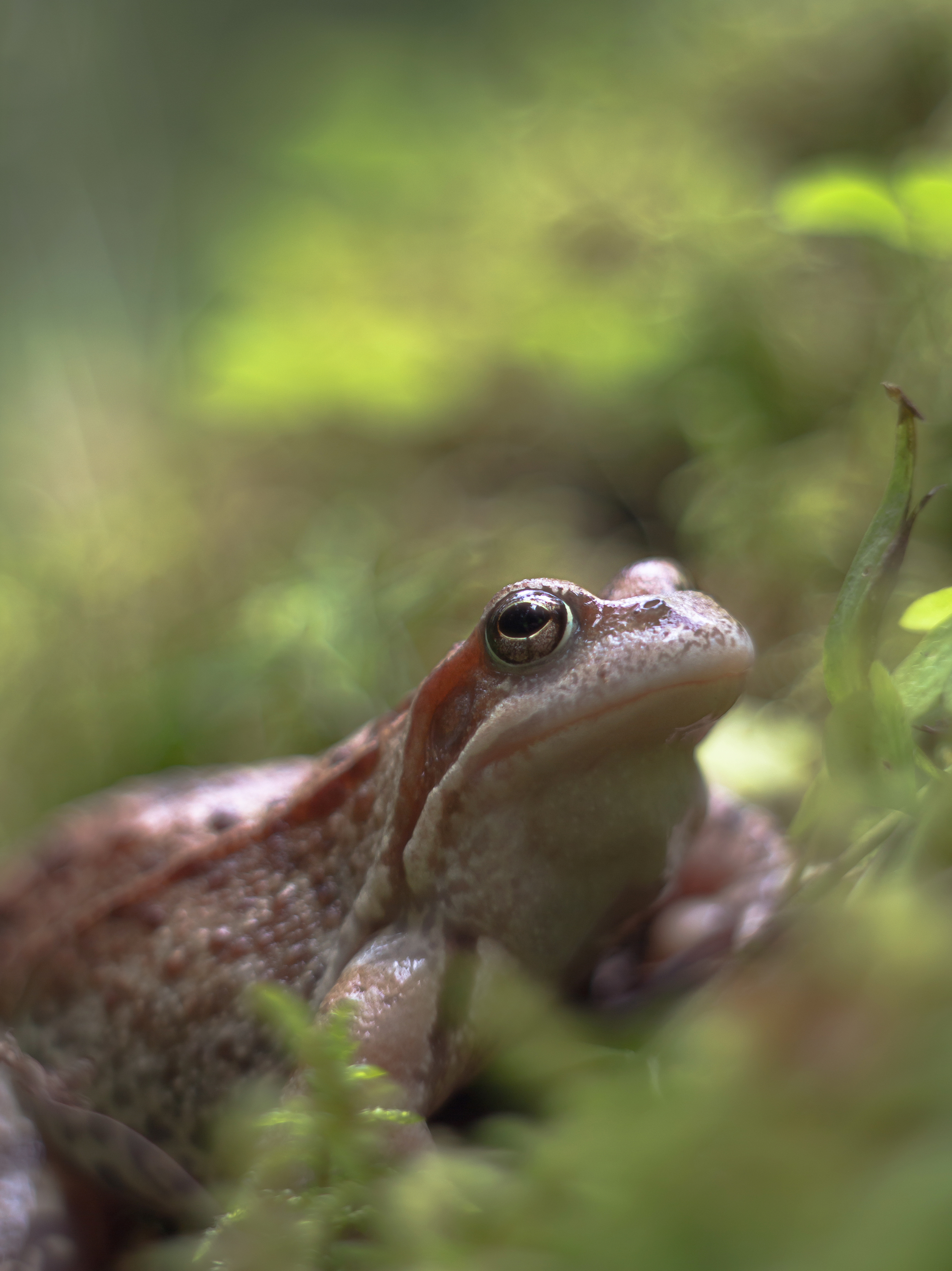 боке, мануальная оптика, природа, bokeh, manual_lens, pentacon, Обидина Мария