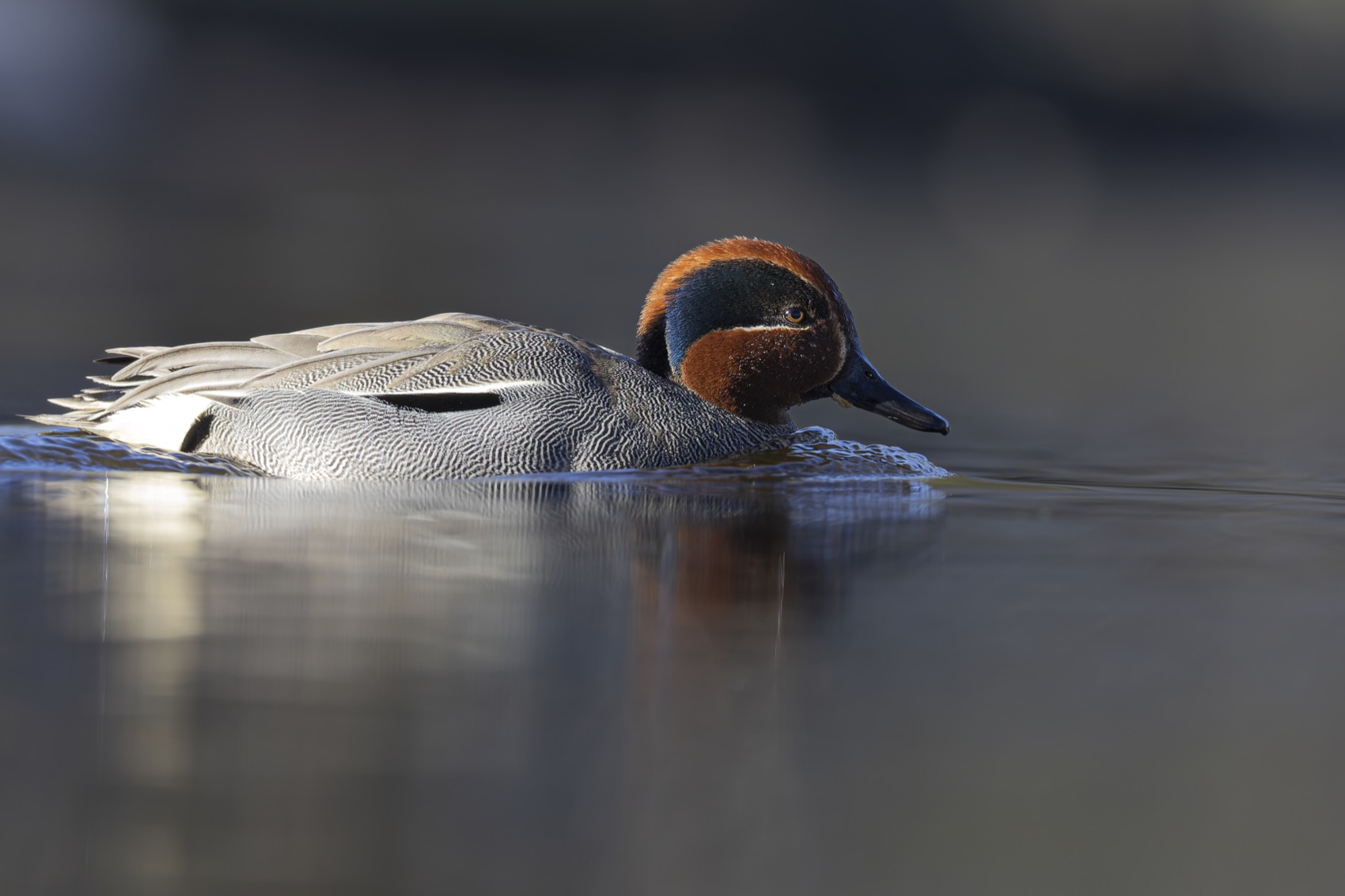 чирок-свистунок, утка, птицы, чирок, свистунок, Руслан Pl