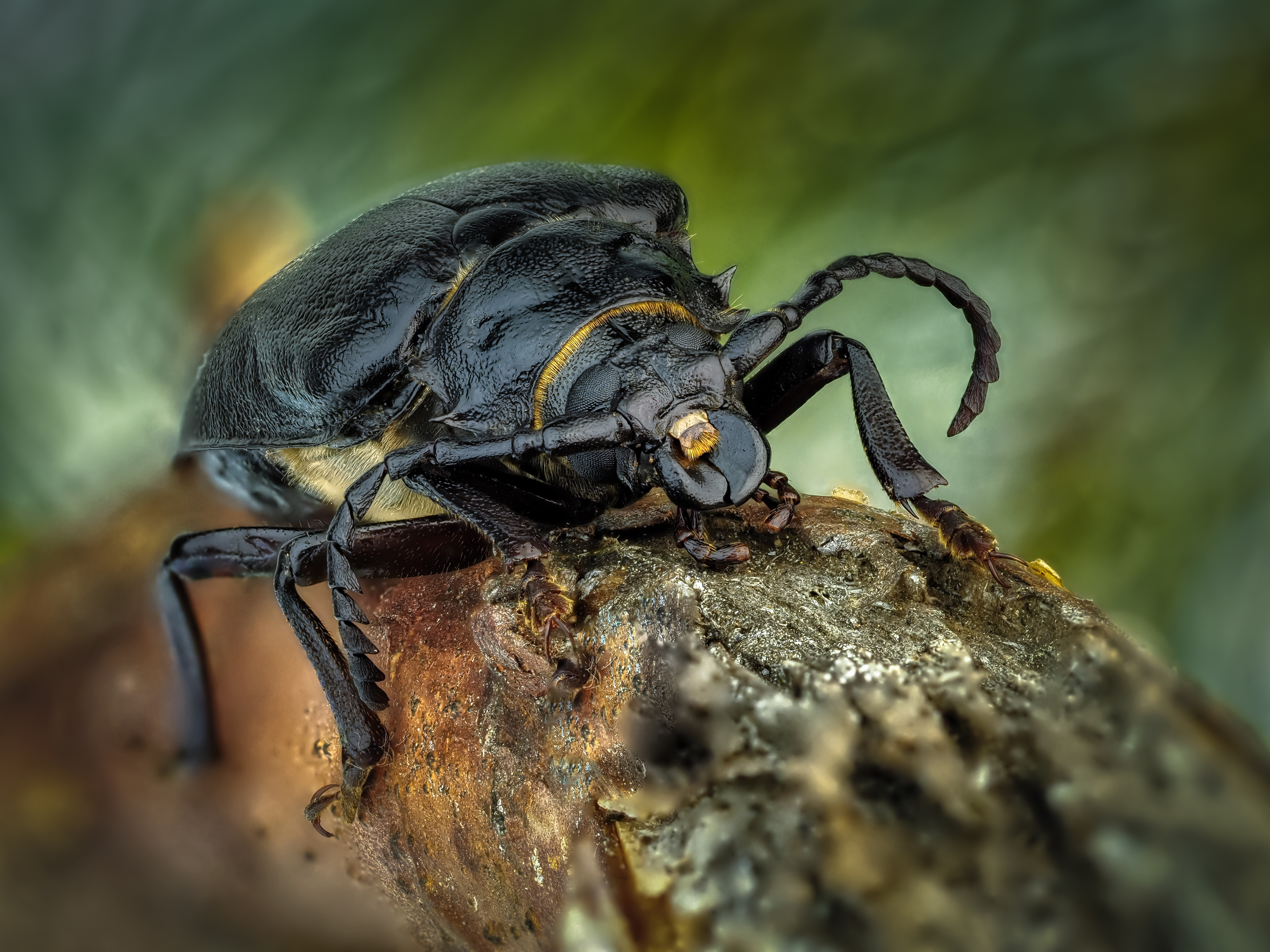 , Олег Савицкий