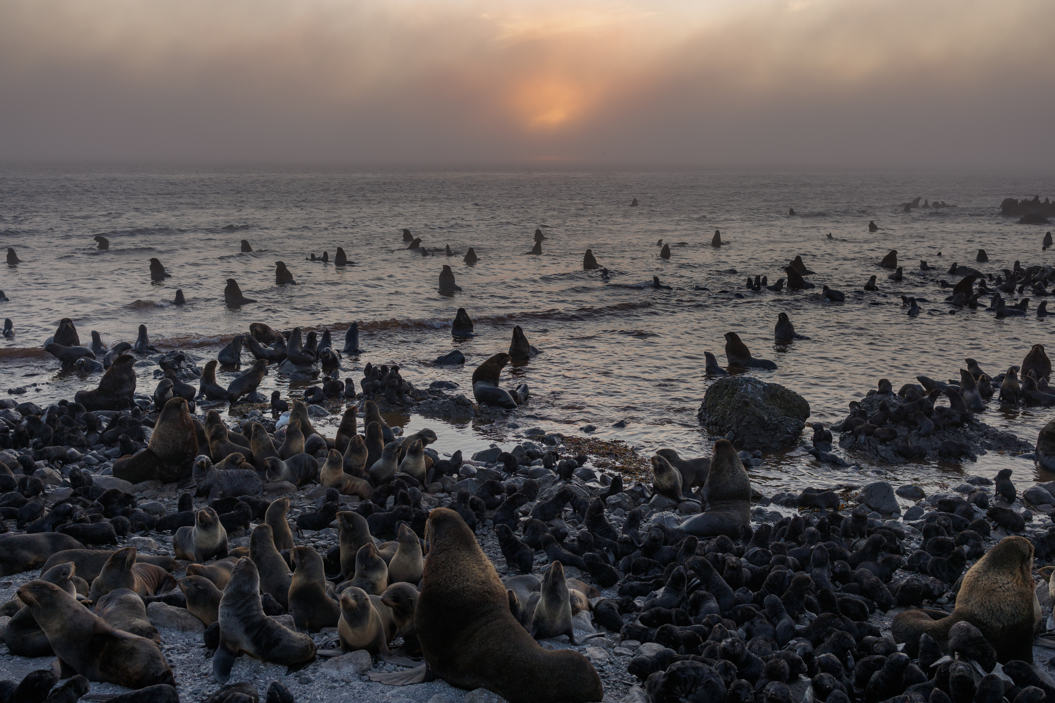 командорские острова, северное лежбище, остров беринга, Vladimir goiiiguk