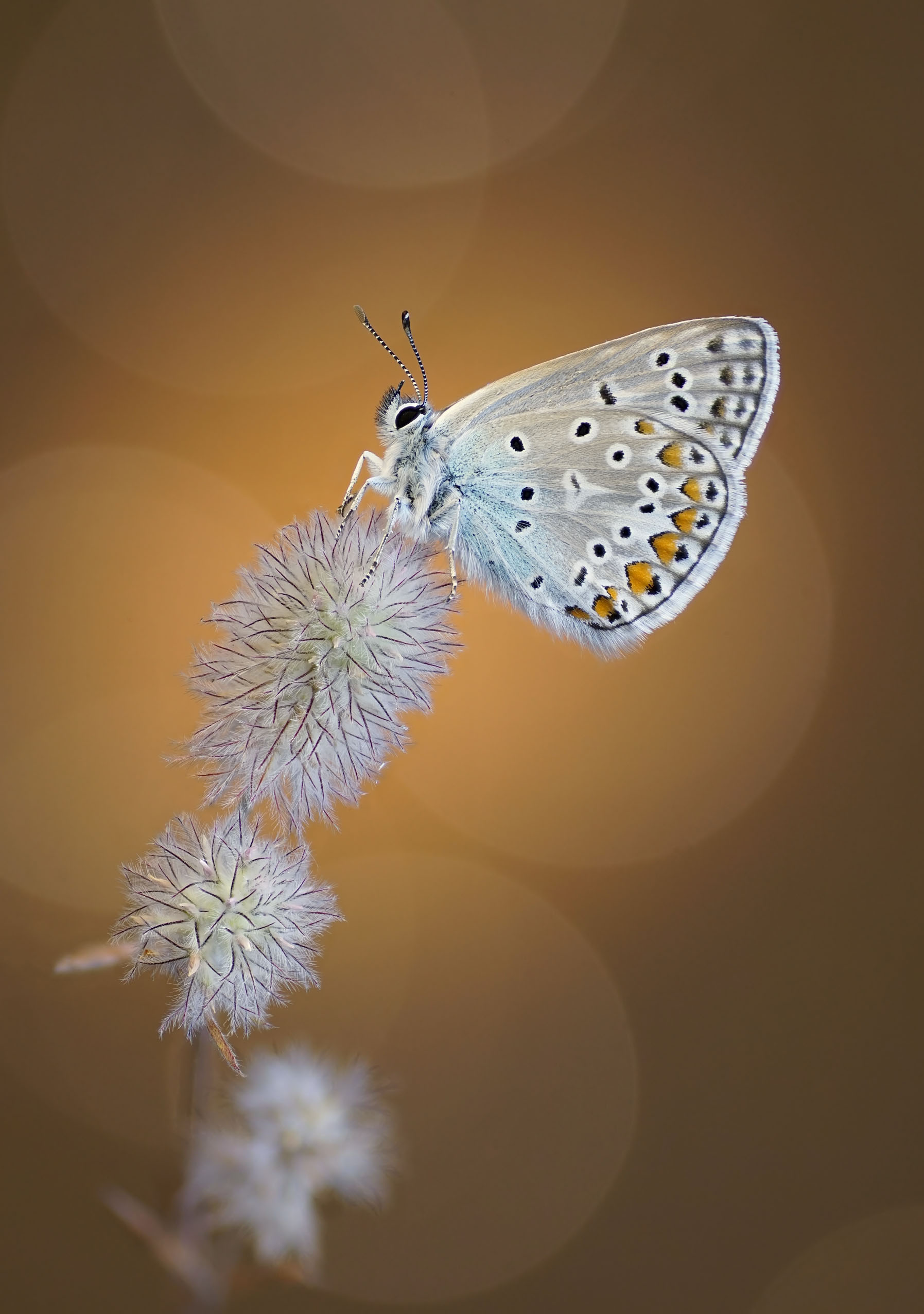 Бабочка, Чепленко Алексей