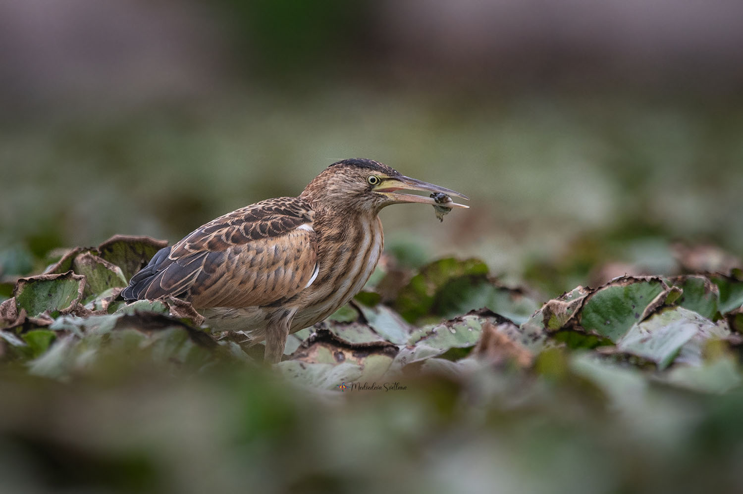 фотоохота, птица, малая выпь, волчок, птицы, Медведева Светлана