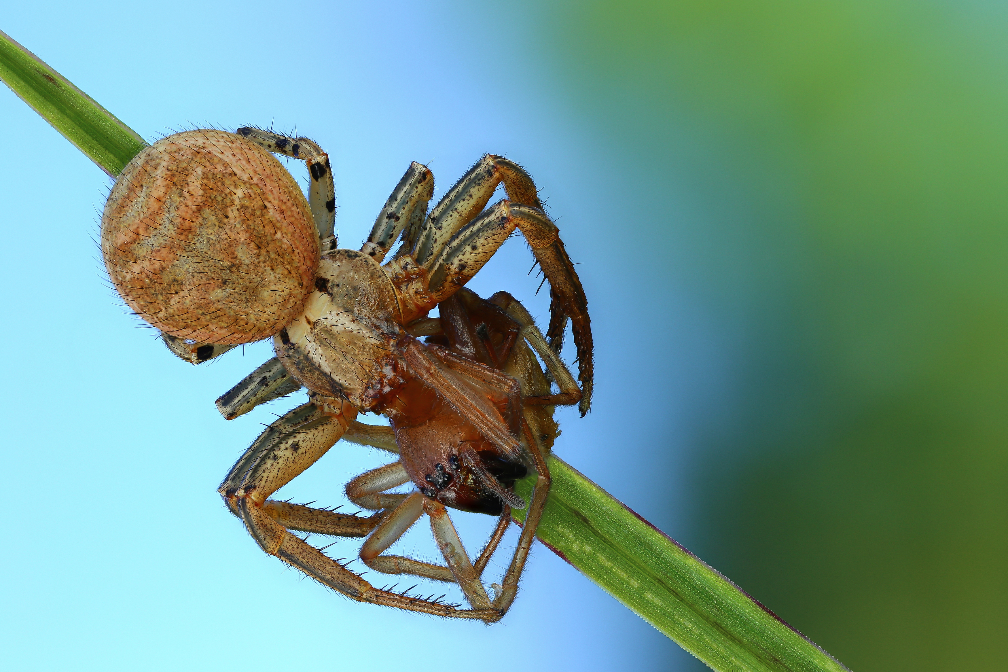 макро, природа, животное, растение, цвет, фото, зеленый, паук, трава, Шаповалов Андрей