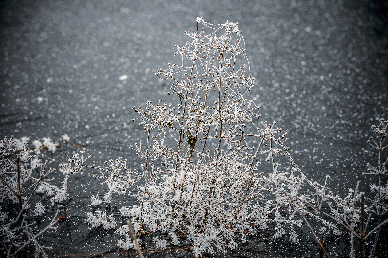 ,  александр михайлов