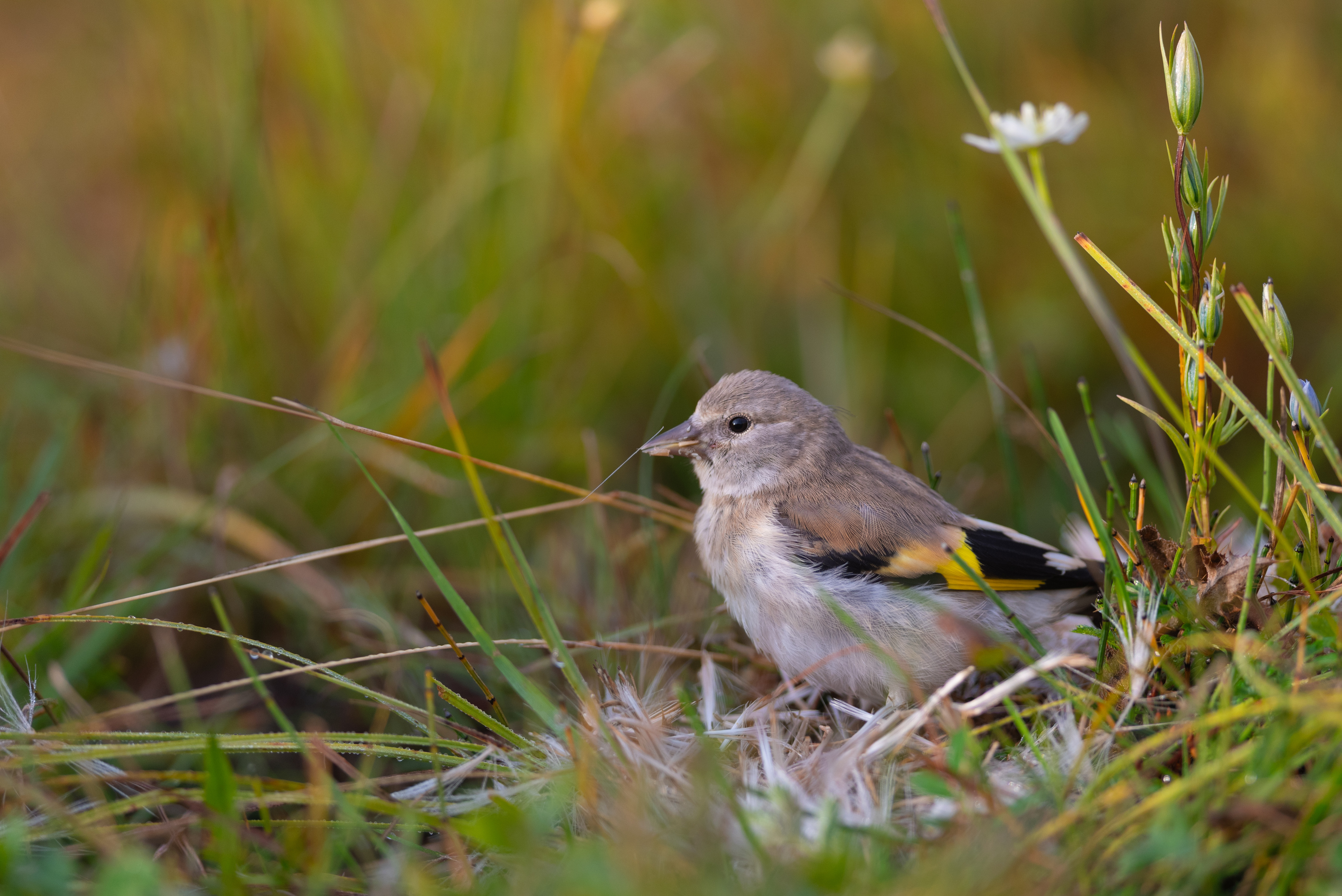 щегол, седоголовый щегол, птица, птицы, лес, лето, алтай, горный алтай, акташ, природа, фотоохота, Воронов Денис