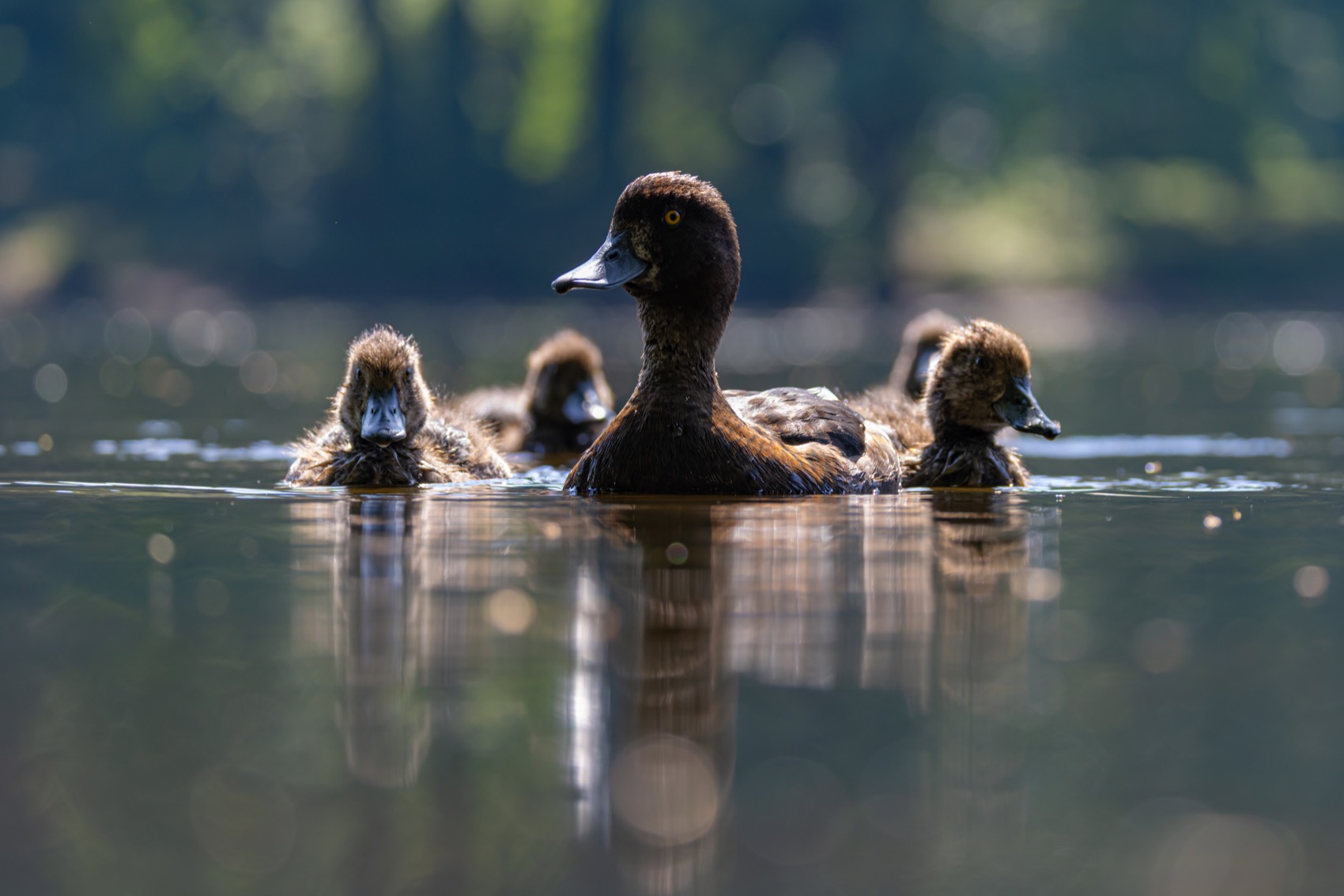 нырок, хохлатая чернеть, утка, птицы, утята, Руслан Pl