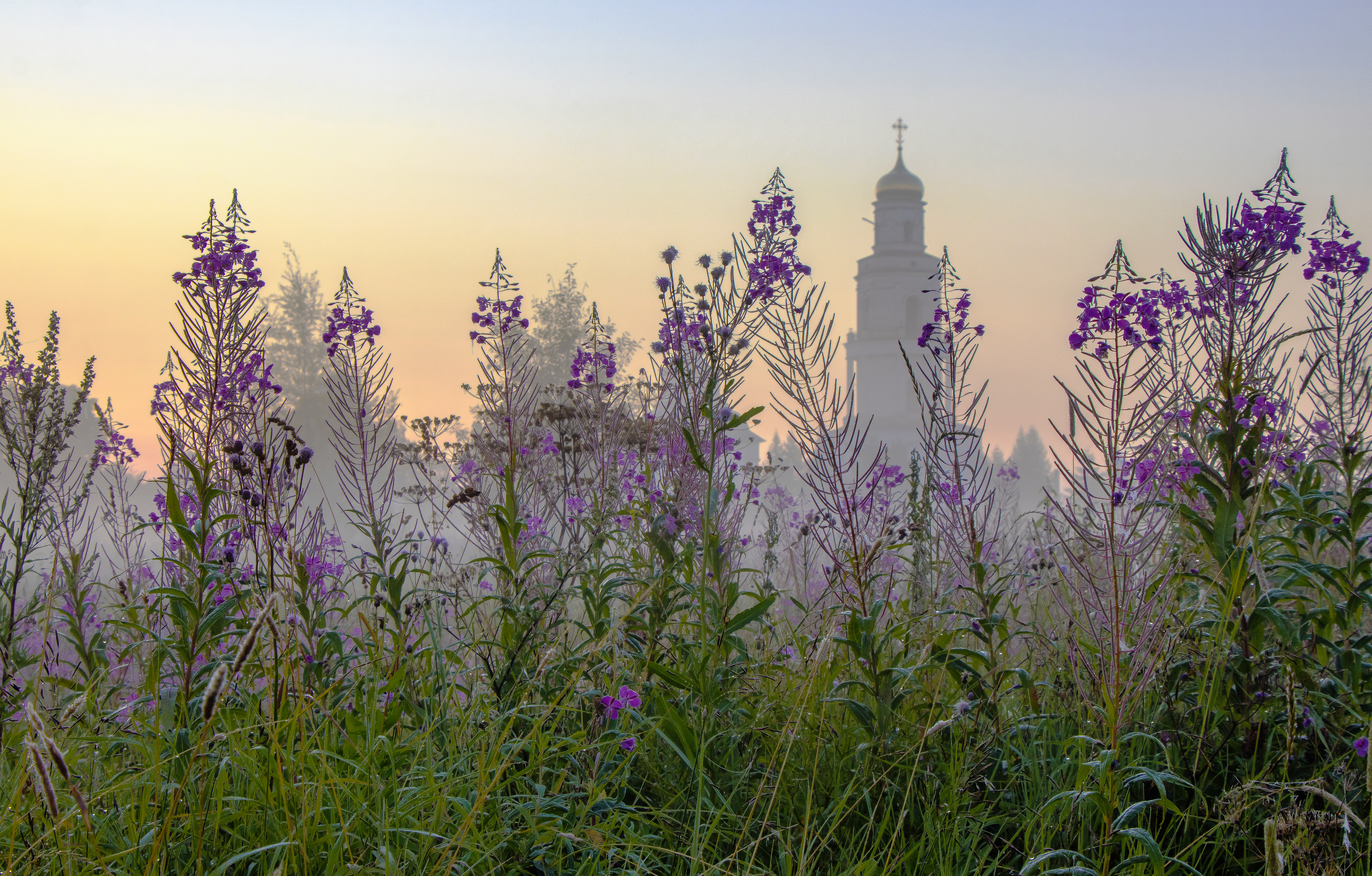 утро, туман, ива-чай, Великорецкое, Кировская область, галина новинская