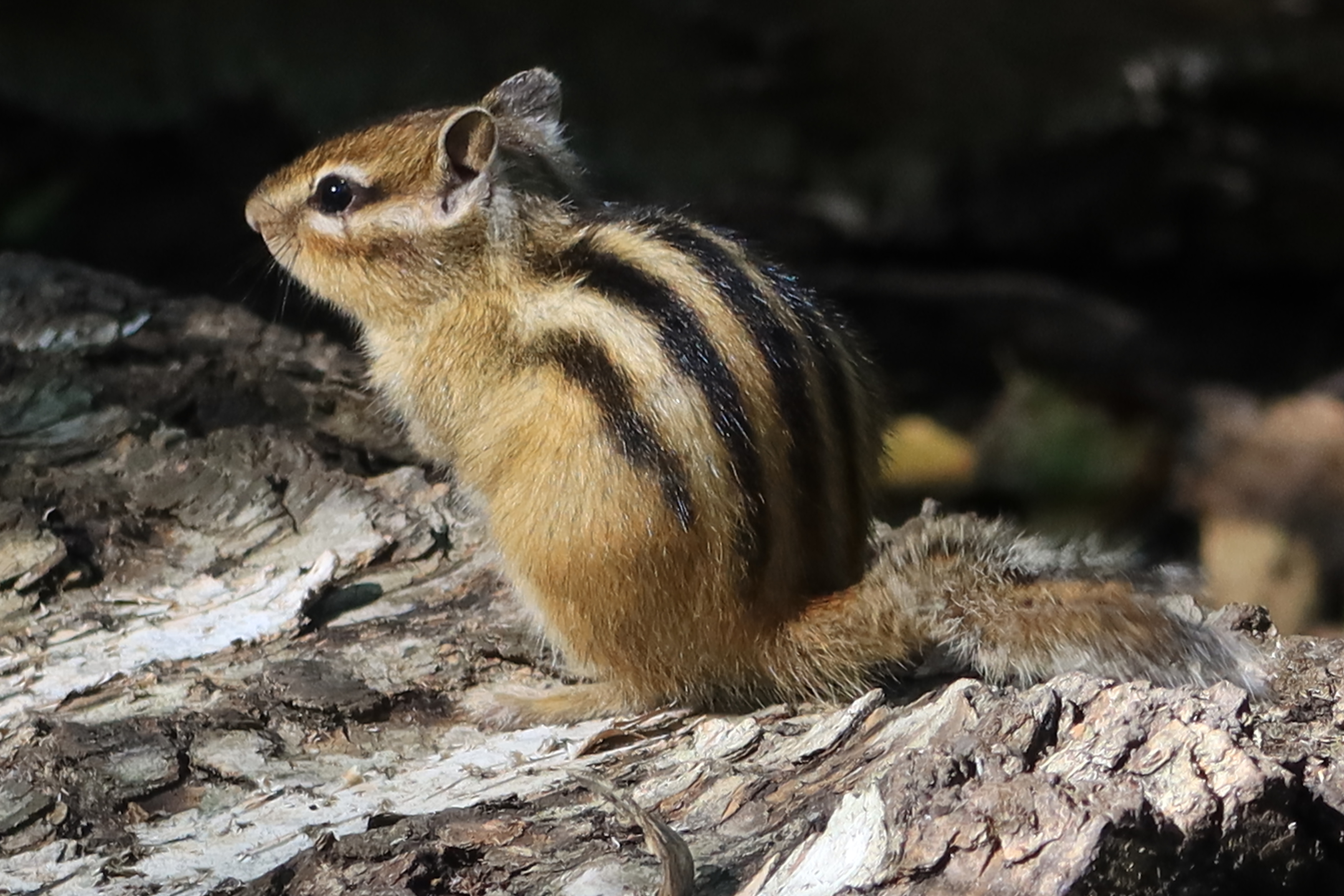 бурундук,животные, Козлова Галина