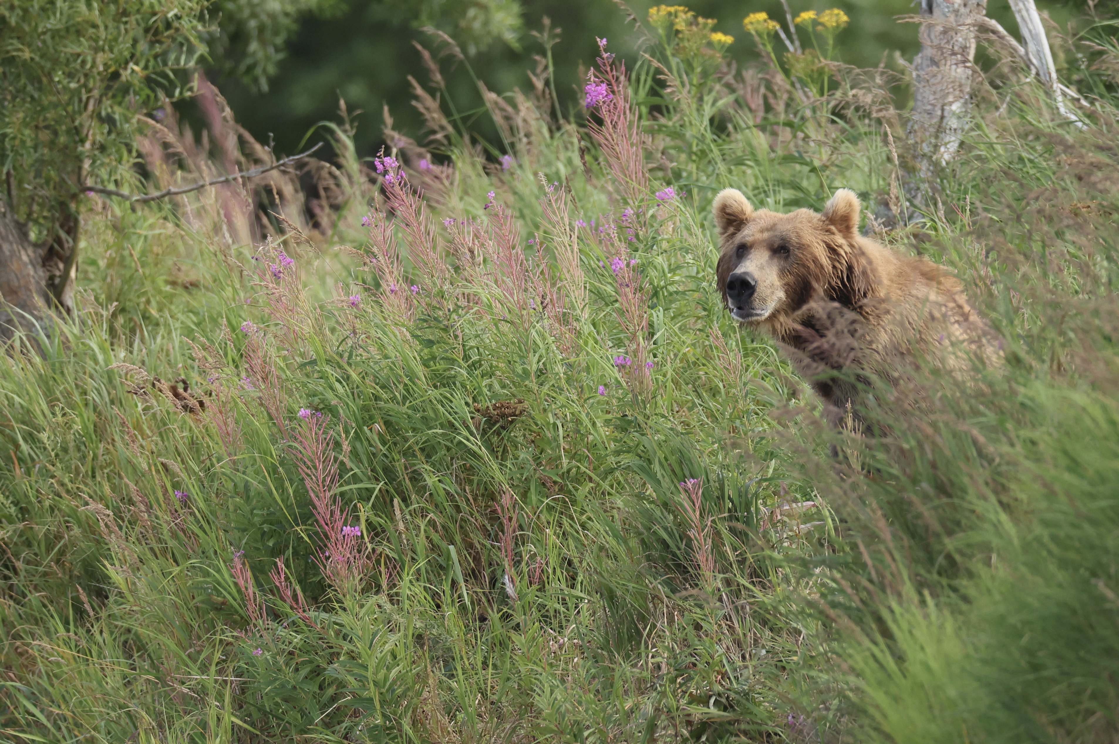 , Голубков Леонид