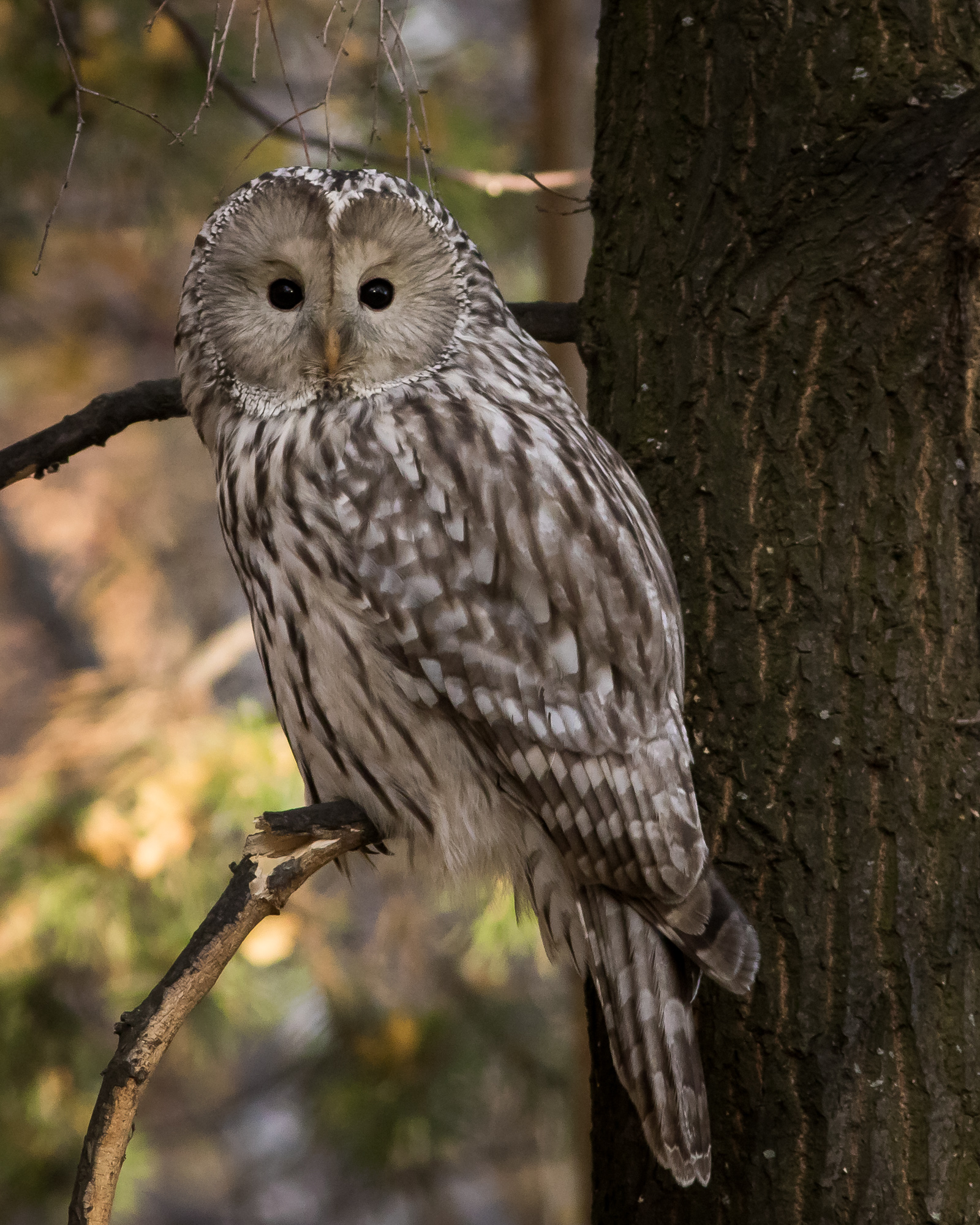 уральская неясыть, длиннохвостая неясыть, Суслов Дмитрий