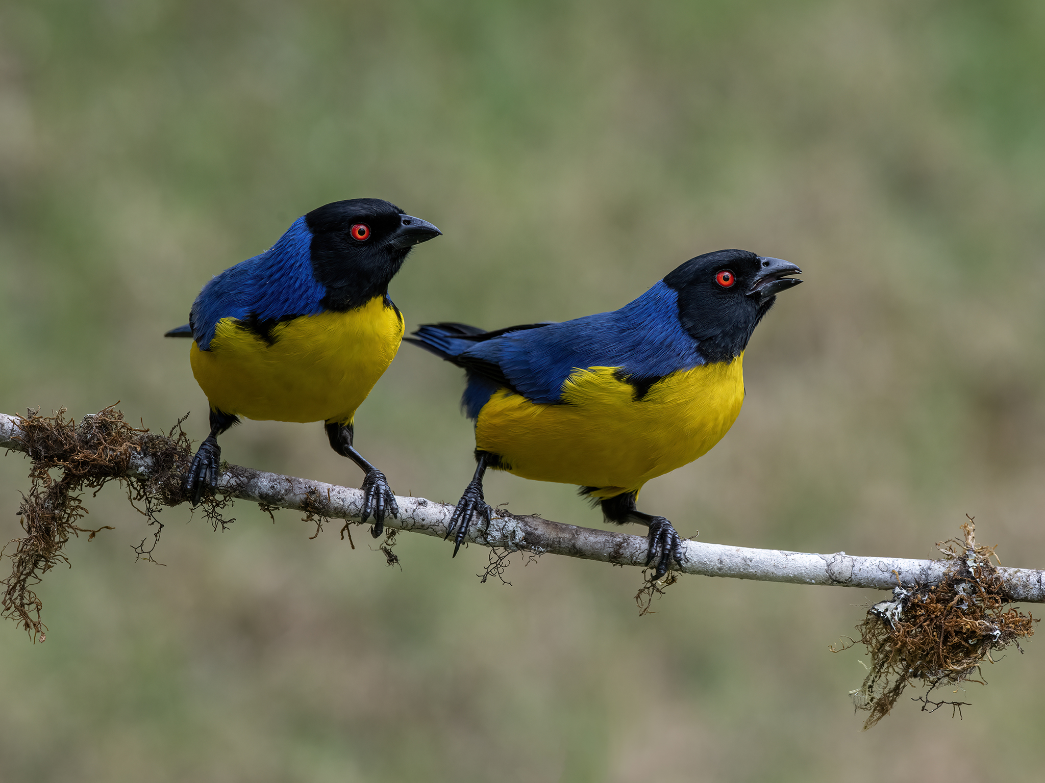 , Fernando Burgalin Sequeira