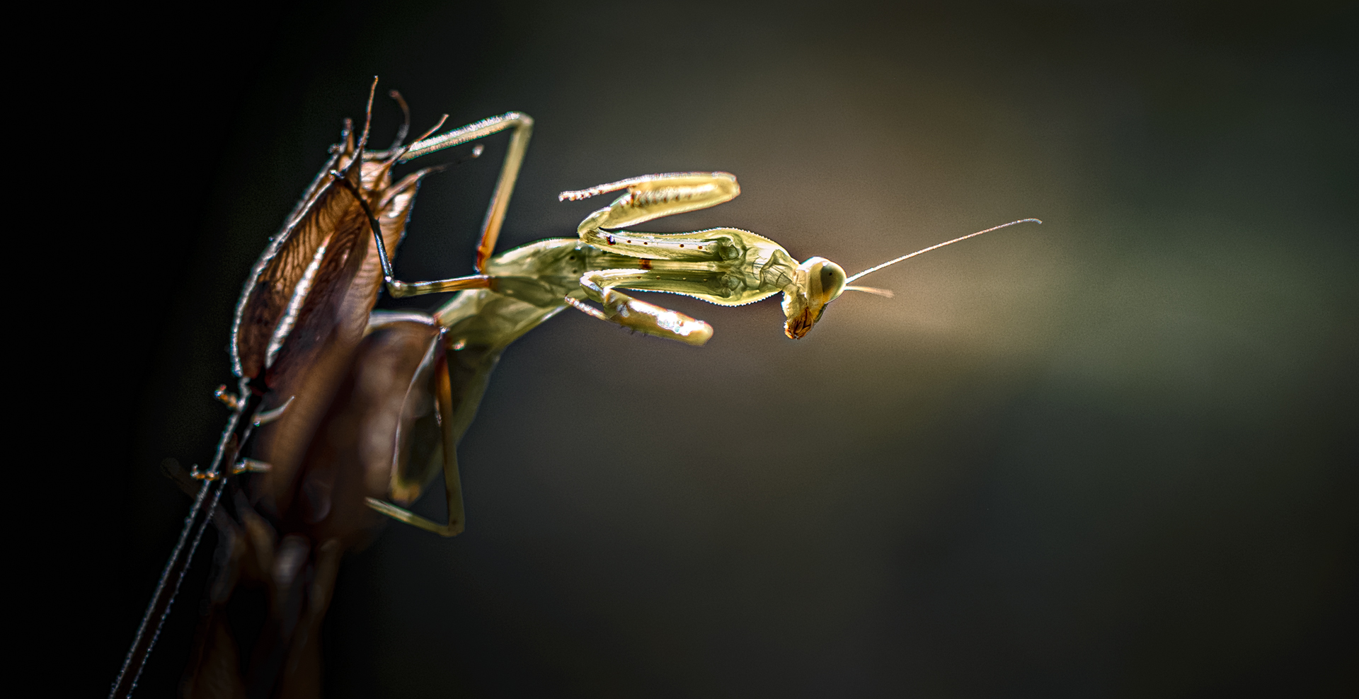 , Неля Рачкова