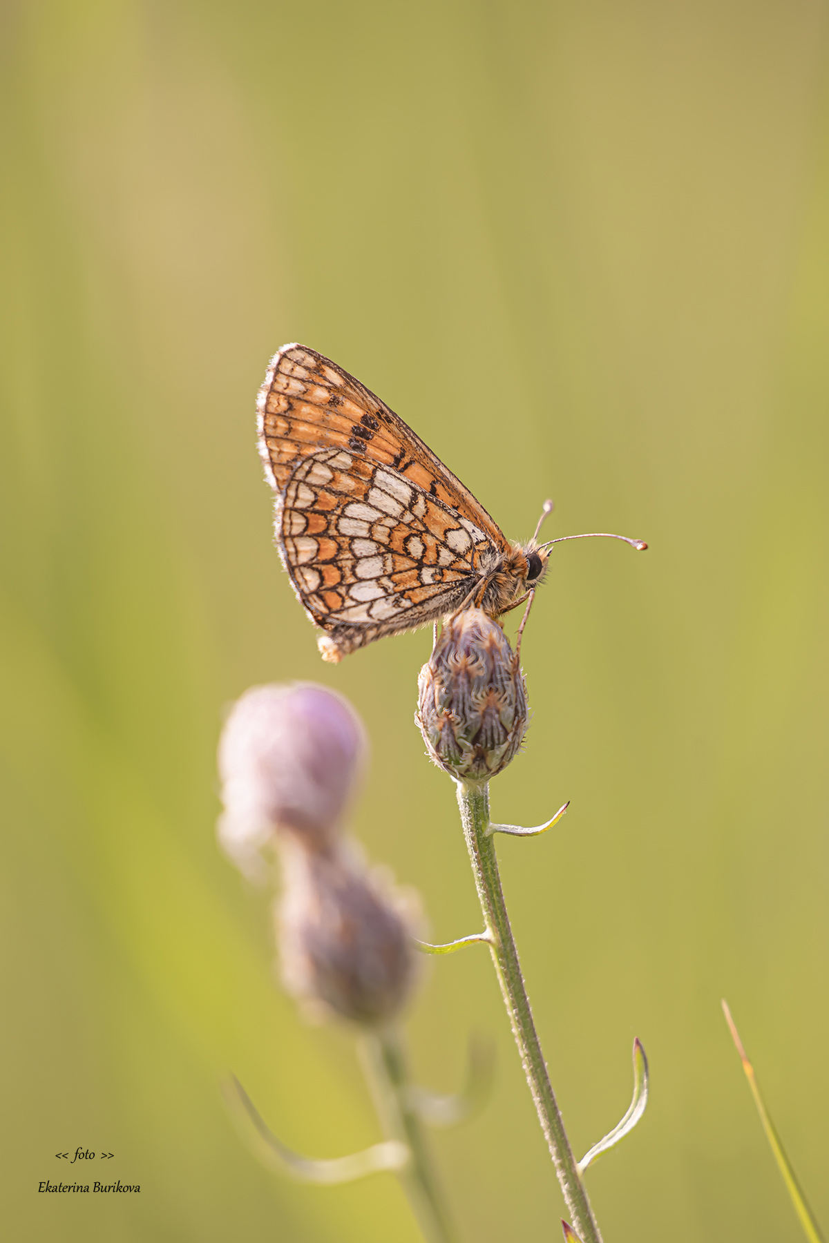 , Бурикова Екатерина