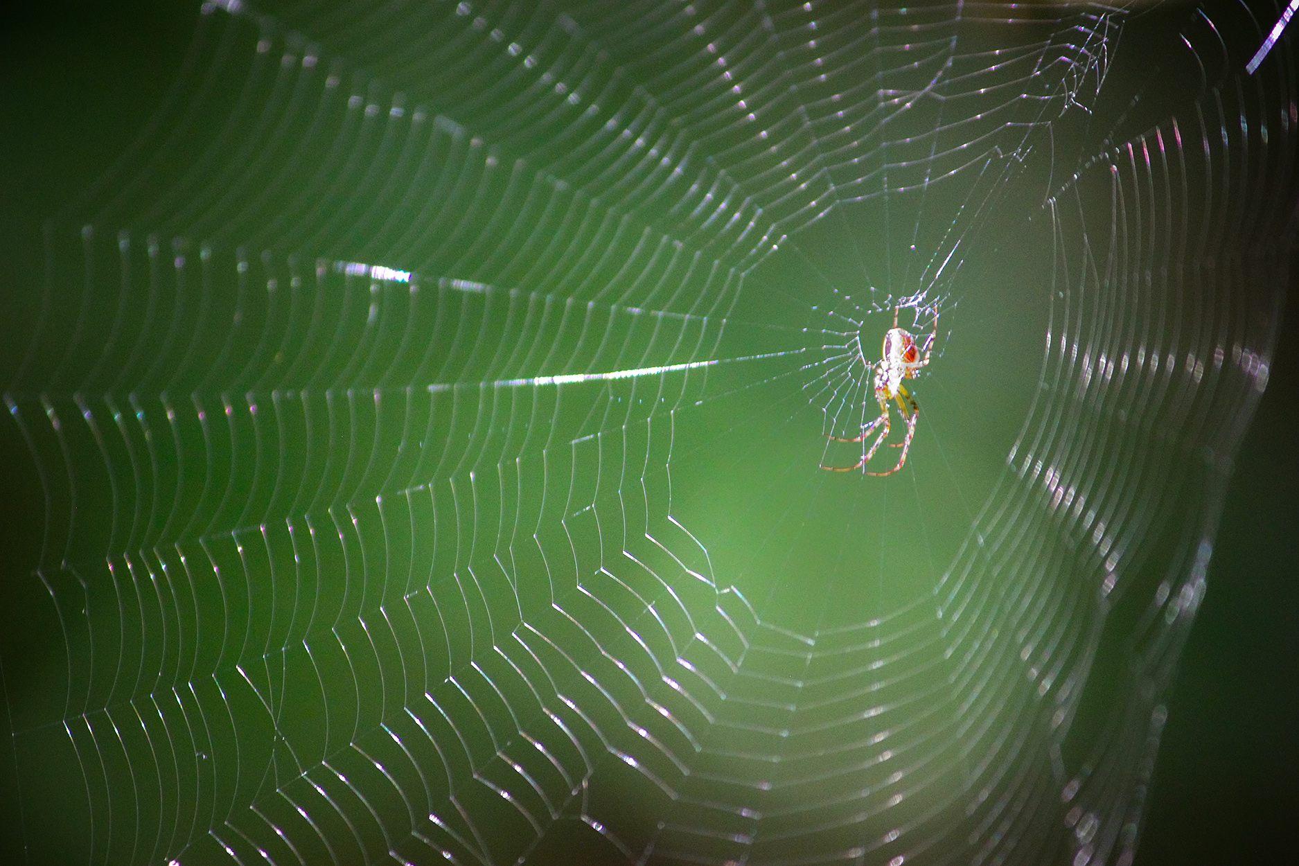 паук, обыкновенный крестовик, araneus diadematus, КарОл