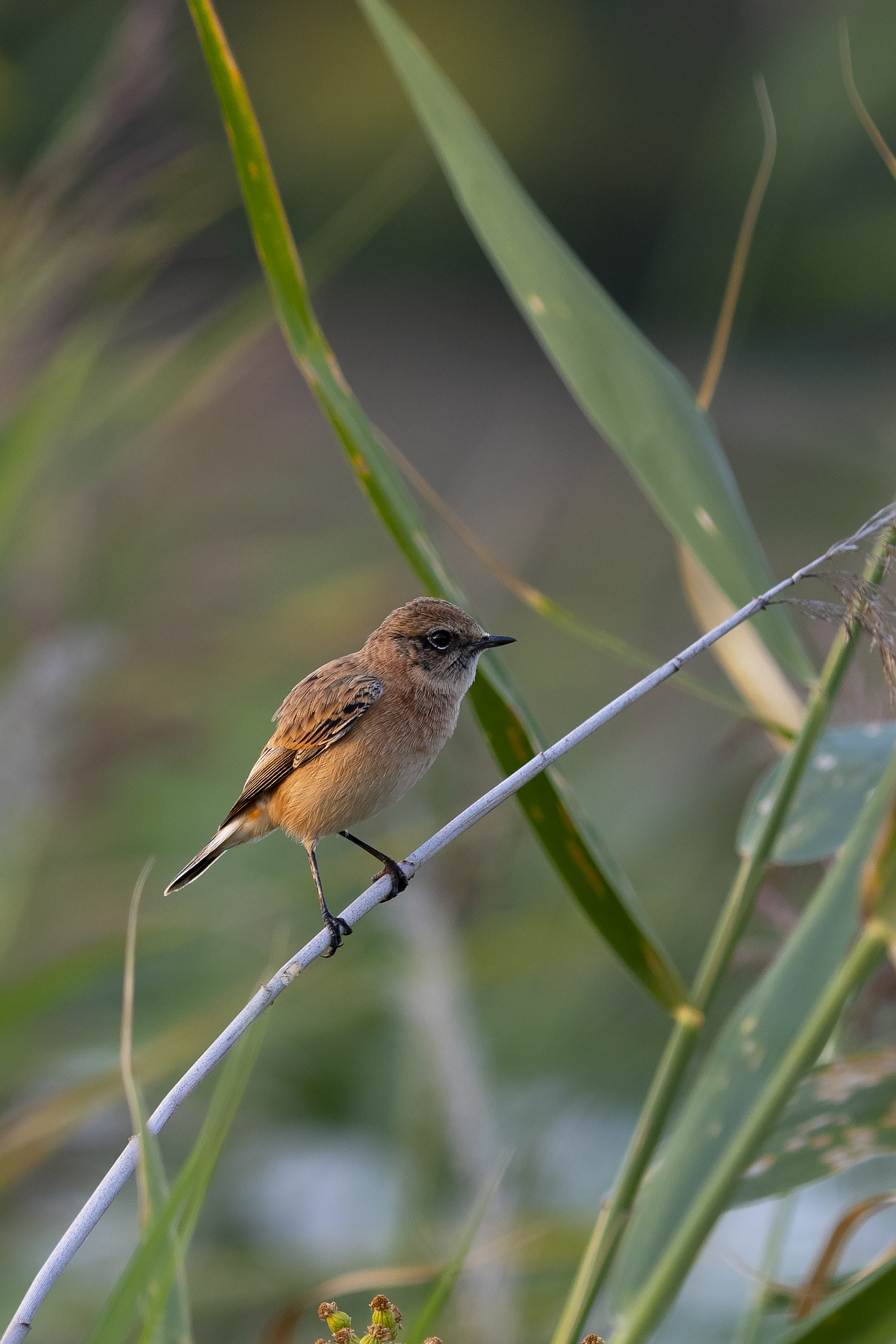 природа, Валерий Черняк