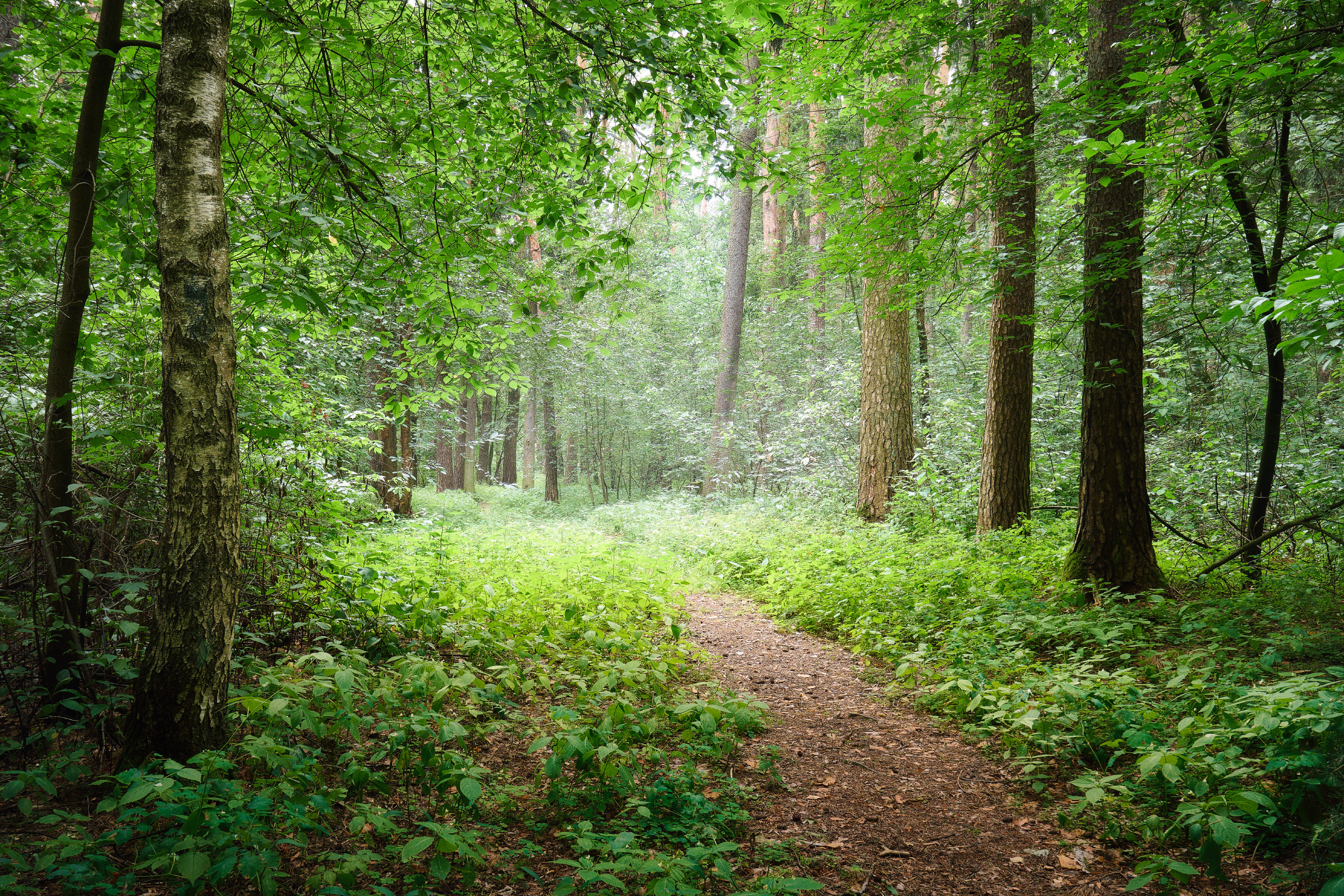 лес, деревья, листва, свет, Валерий Вождаев
