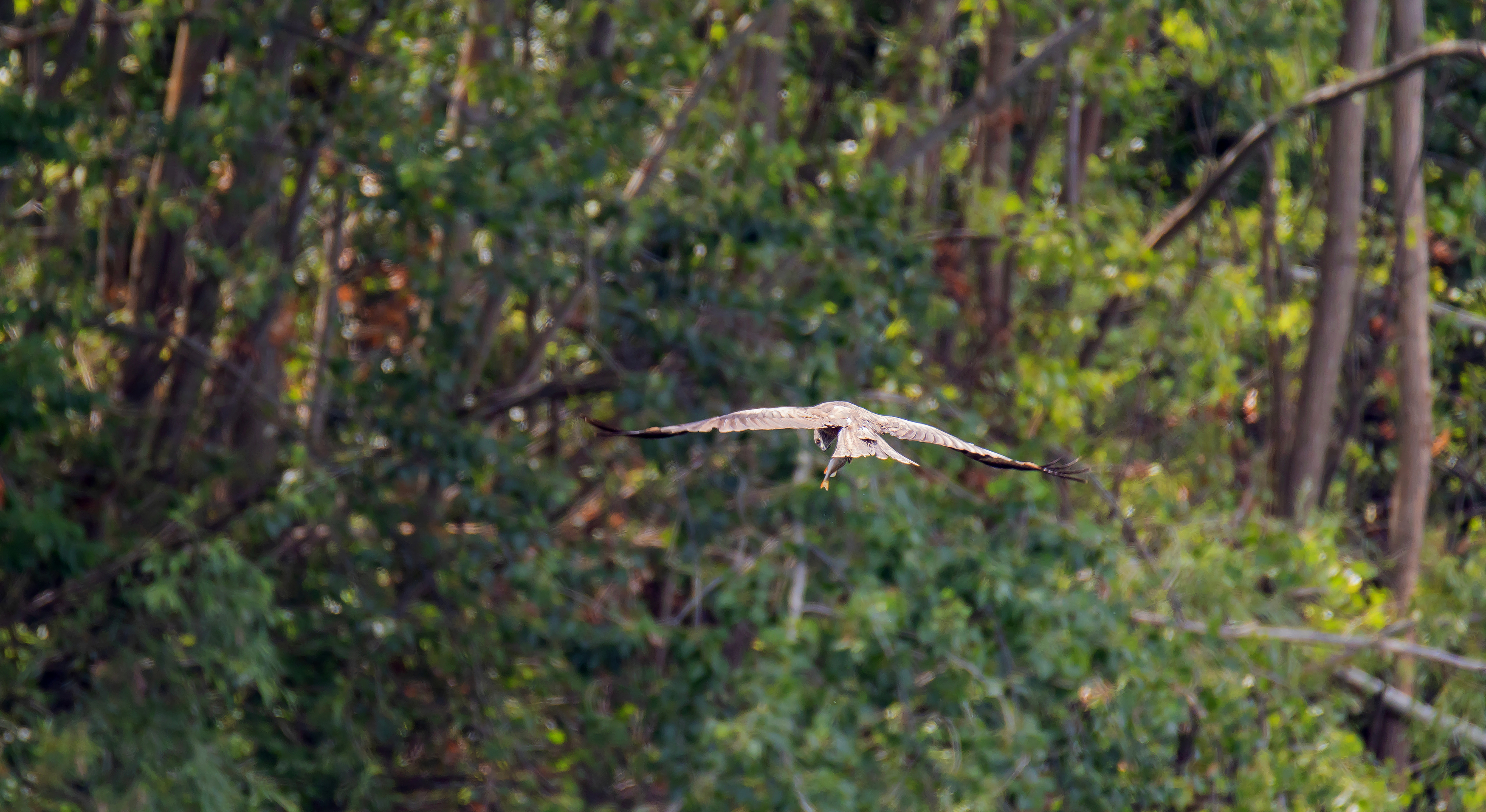 коршун, птица, природа, волга, добыча, Подосинников Максим
