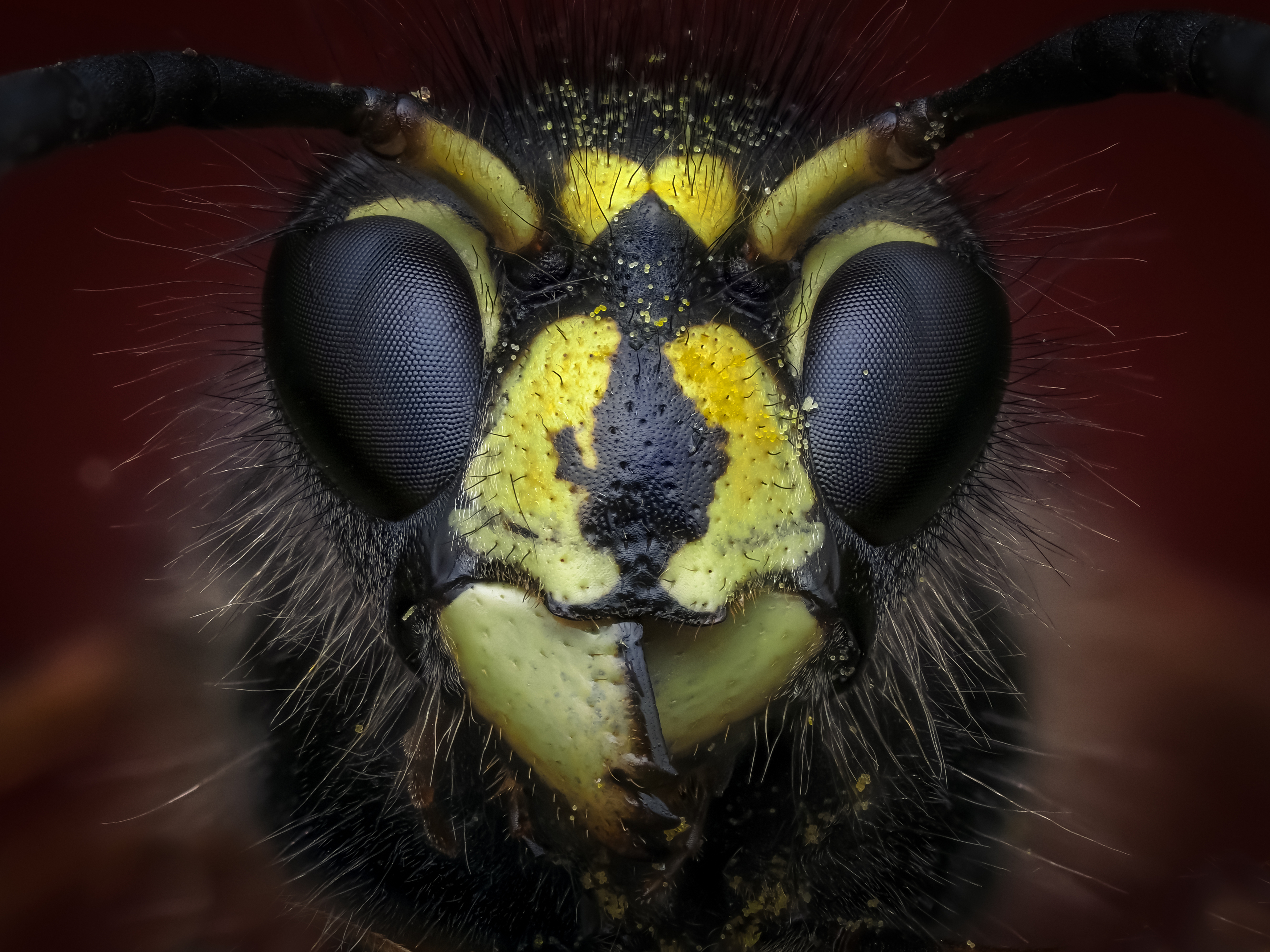 , Олег Савицкий