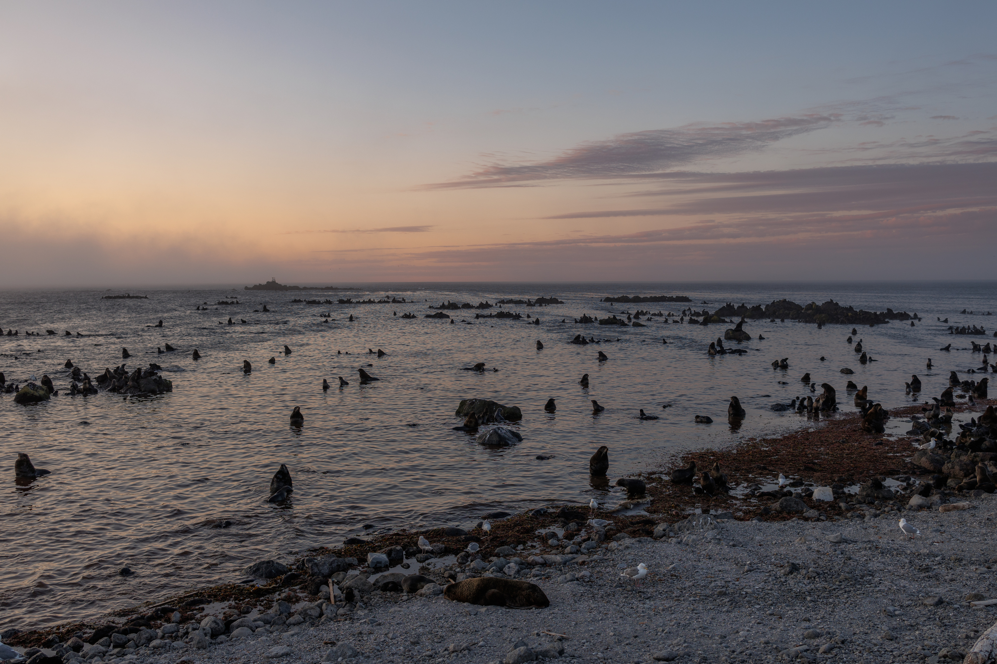 северное, лежбище, командоры, остров, беринга, Vladimir goiiiguk