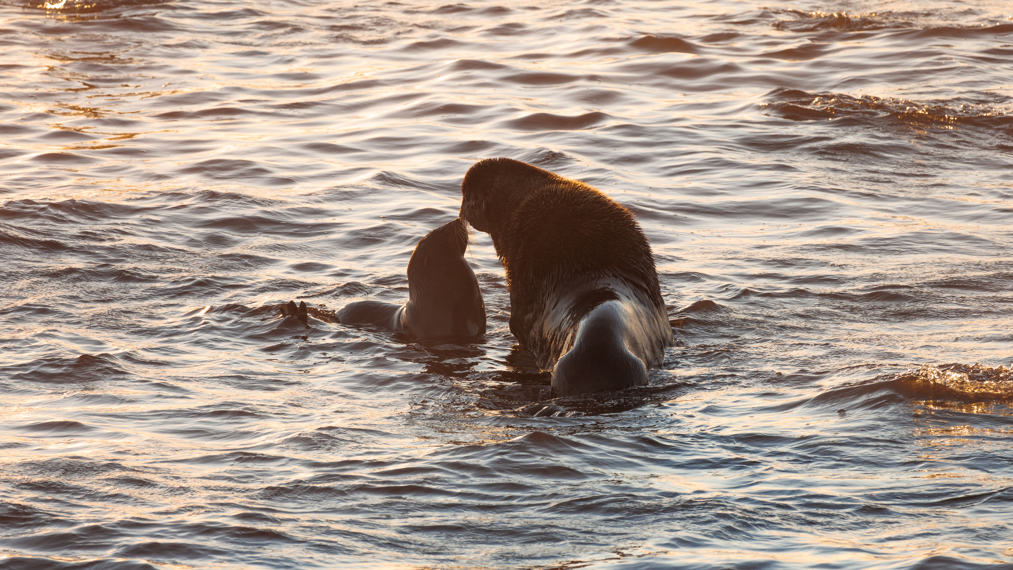 котики, закат, командоры, берингово море, северное, Vladimir goiiiguk