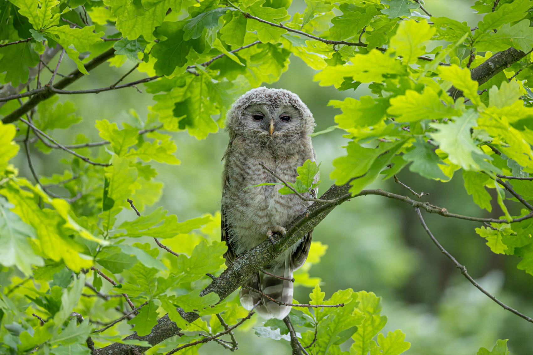 сова, совенок, уральская неясыть, птицы, неясыть, длиннохвостая неясыть, Руслан Pl