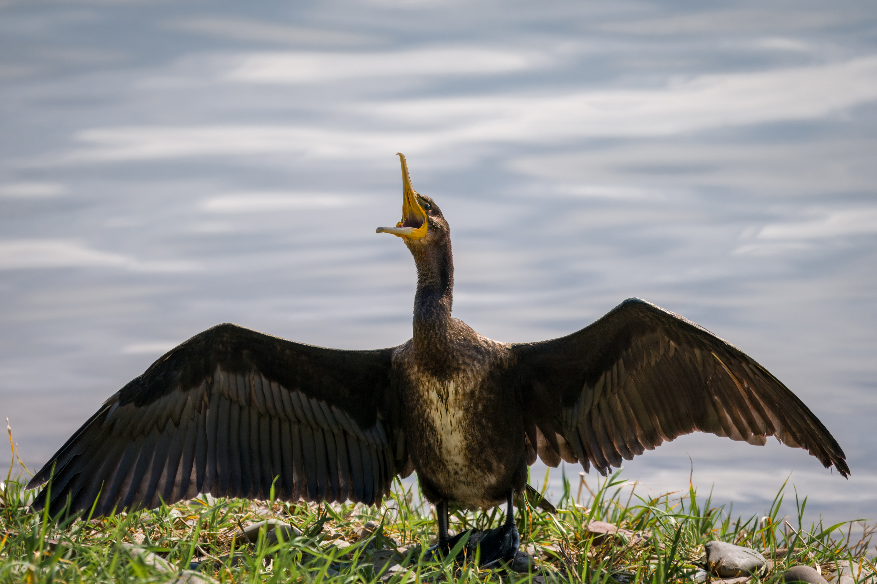 баклан, большой баклан, бердвочинг, птицы сибири, Екатерина Дубровская