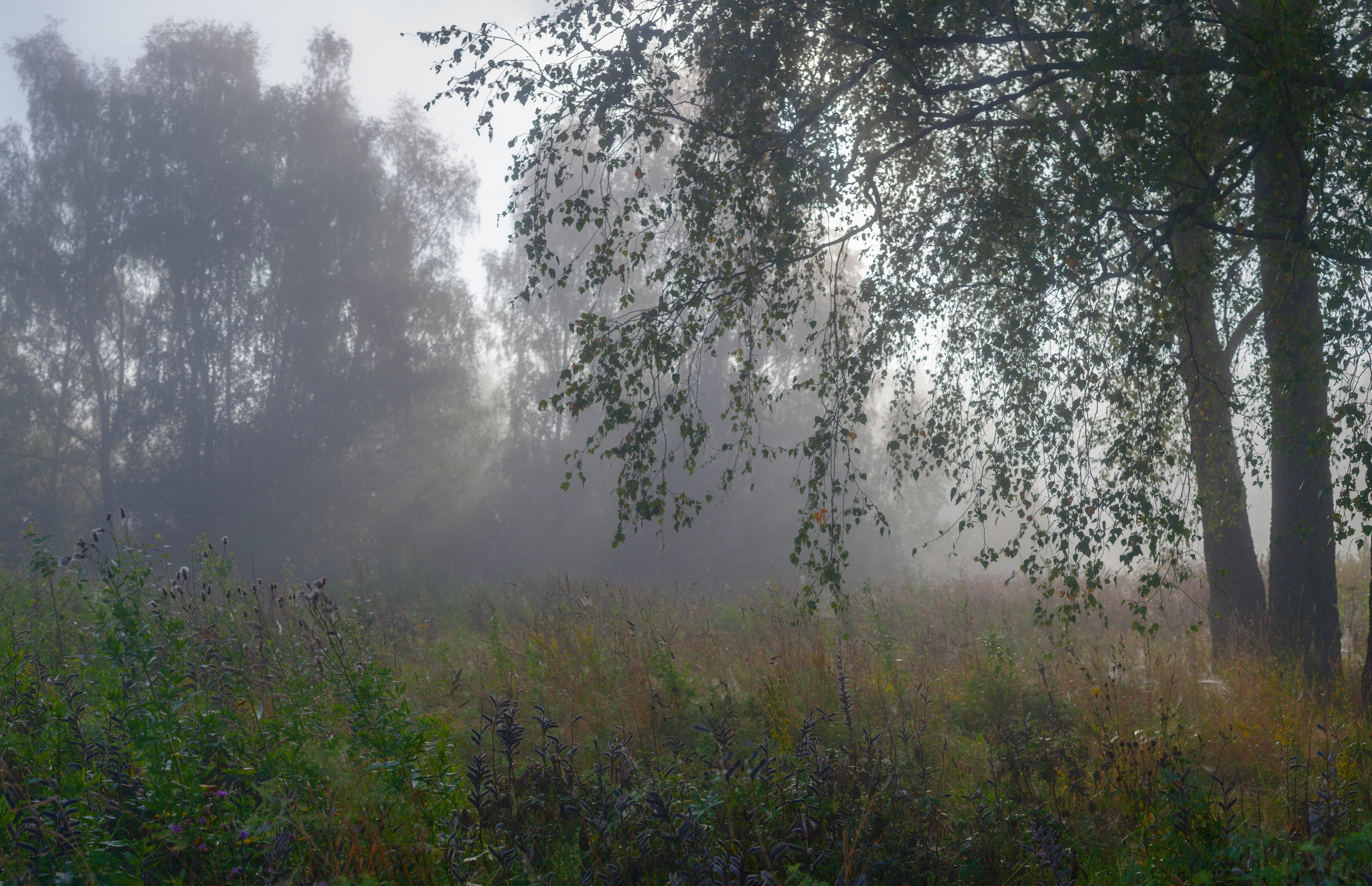 туман, лес, лето, Свистков Александр