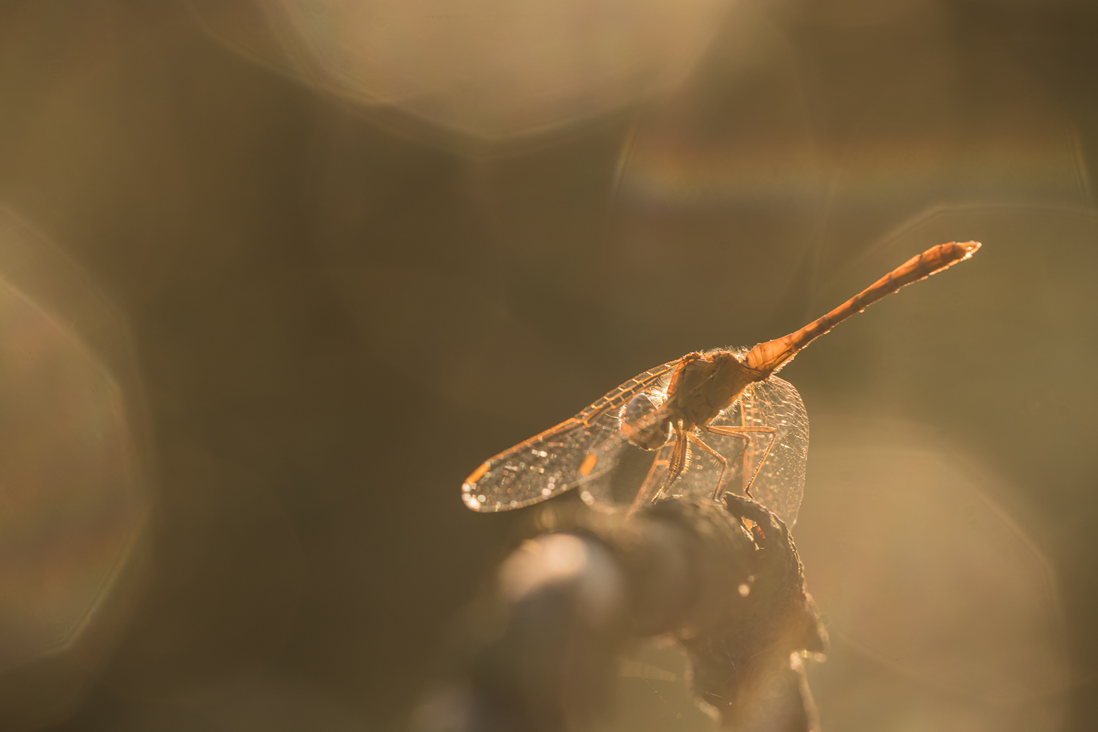 , Илья Михеев