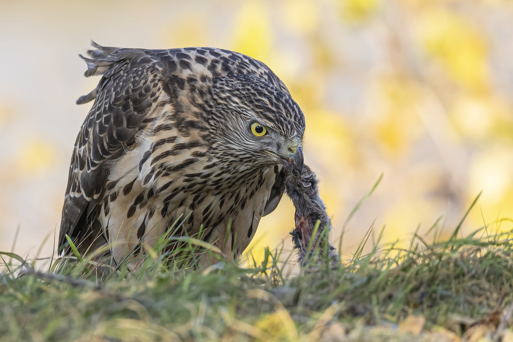 тетеревятник, ястреб, птицы, Руслан Pl