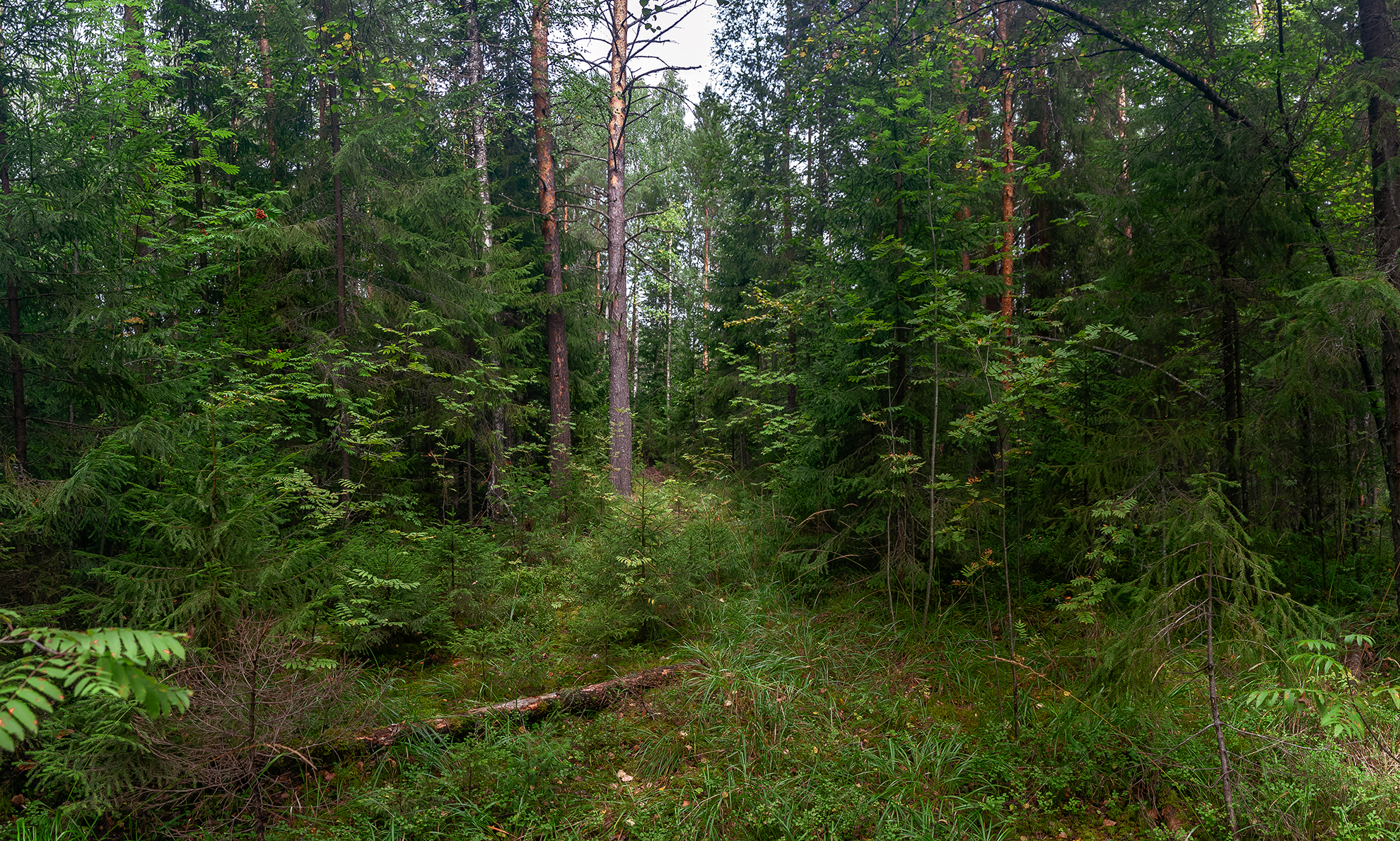 лес, чаща, ель, сосны, трава., Анкудинов Леонид