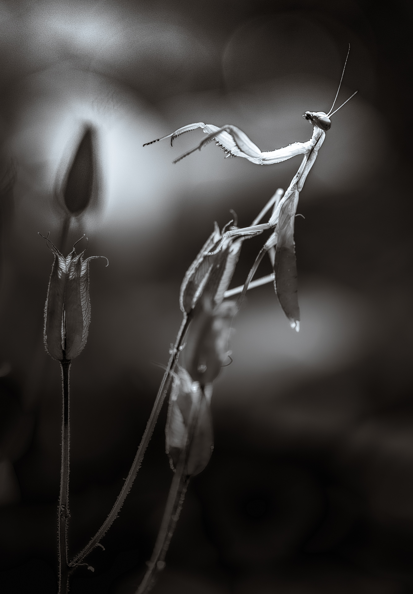 , Неля Рачкова