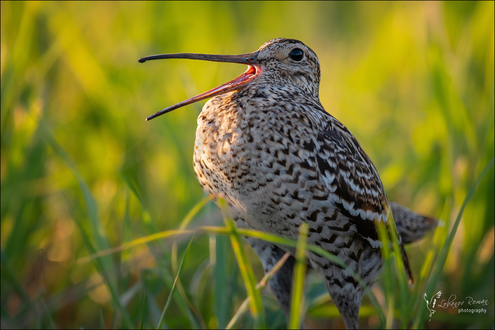 , Лобанов Роман