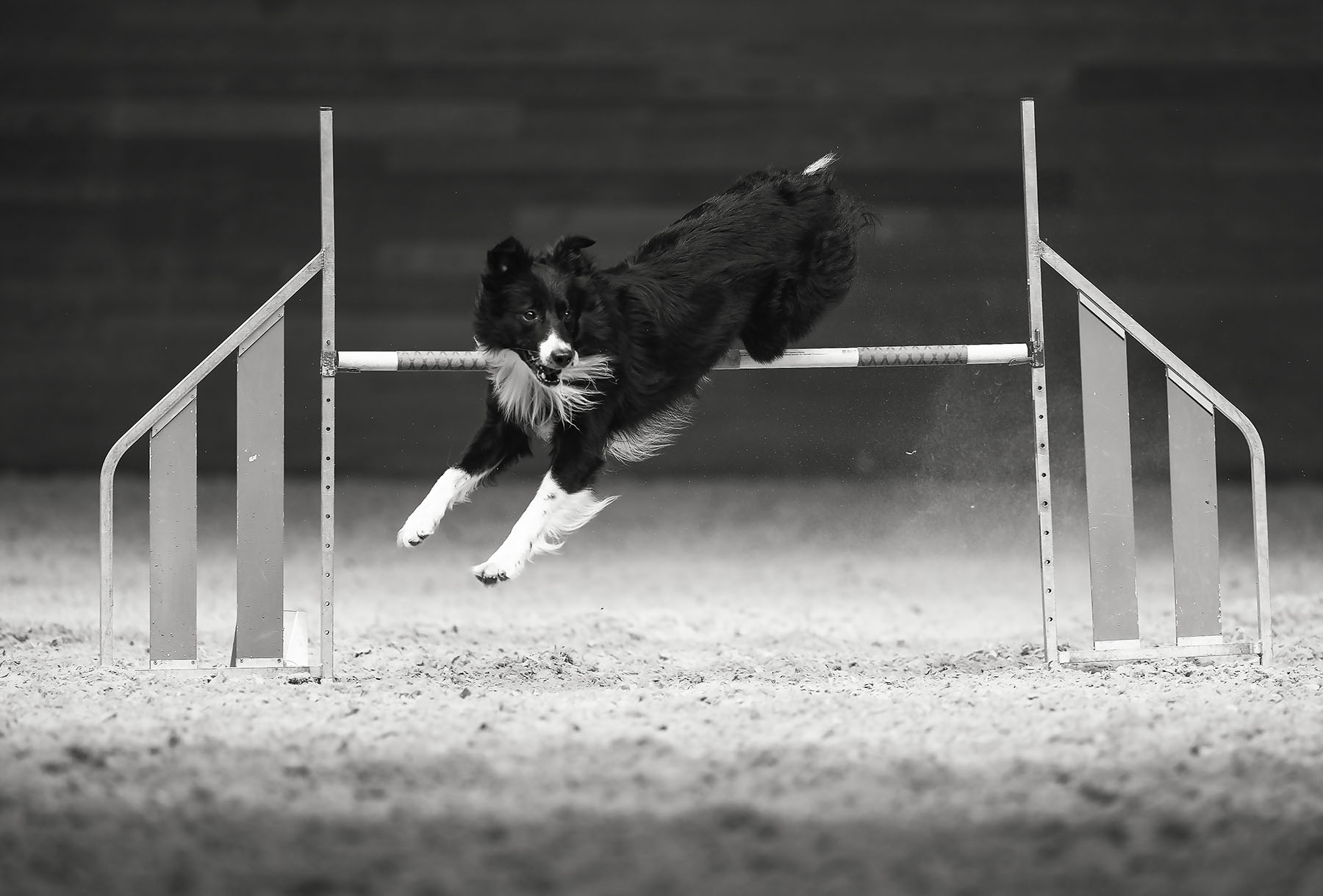 соревнования, собака,прыжок, спорт, dog, competition, jump, sport, Стукалова Юлия