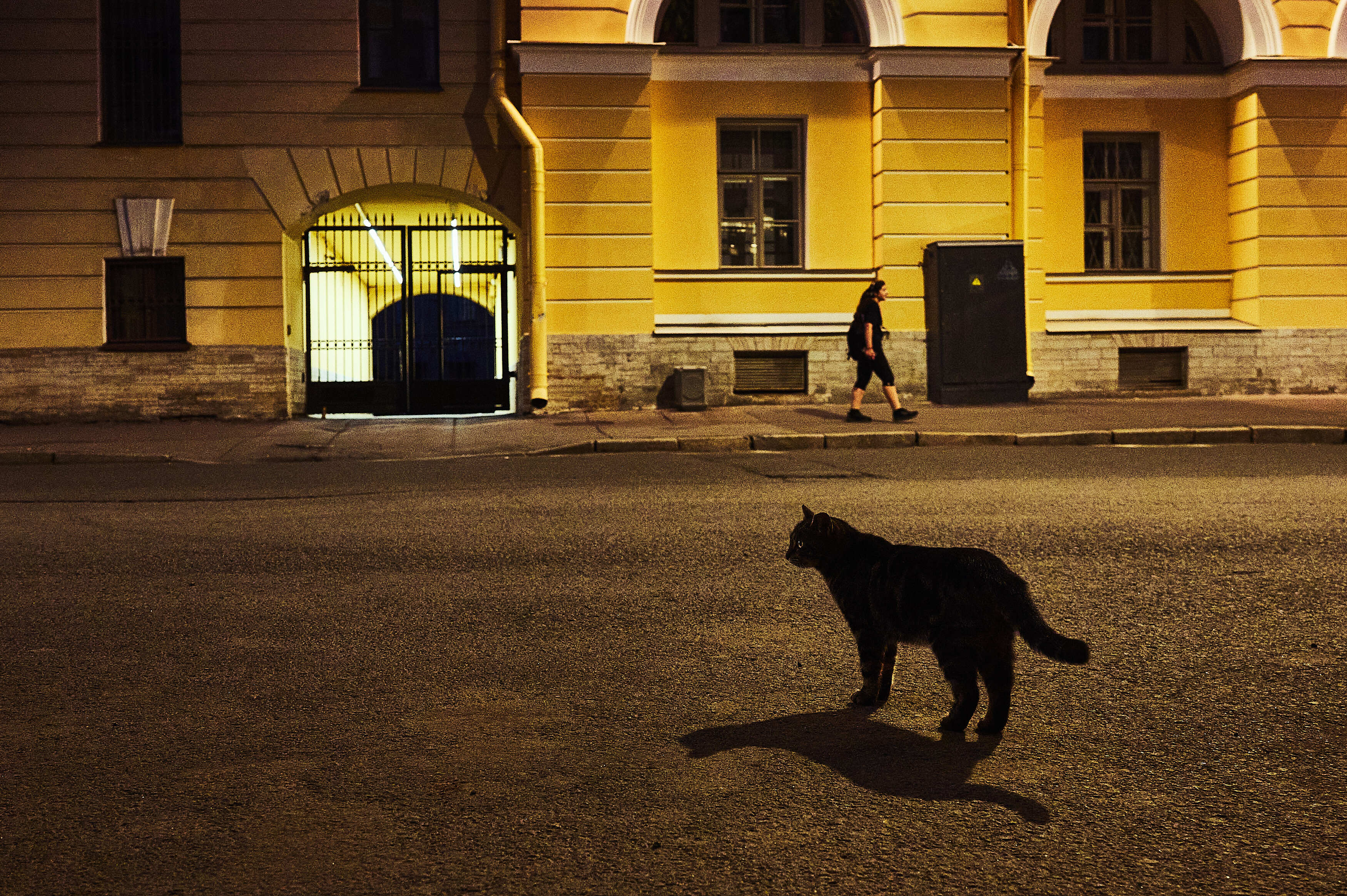 ночь, кошка, желтый цвет, Аверина Елена