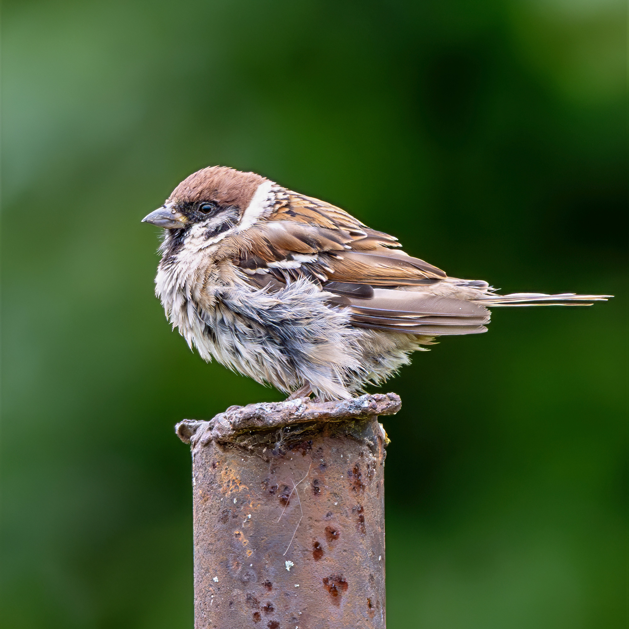 , Молодкин Дмитрий