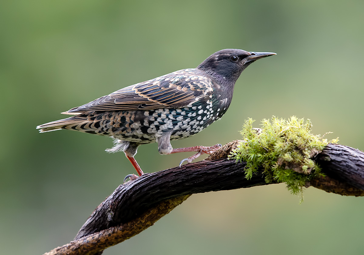 cкворец, european starling,  starling, Etkind Elizabeth