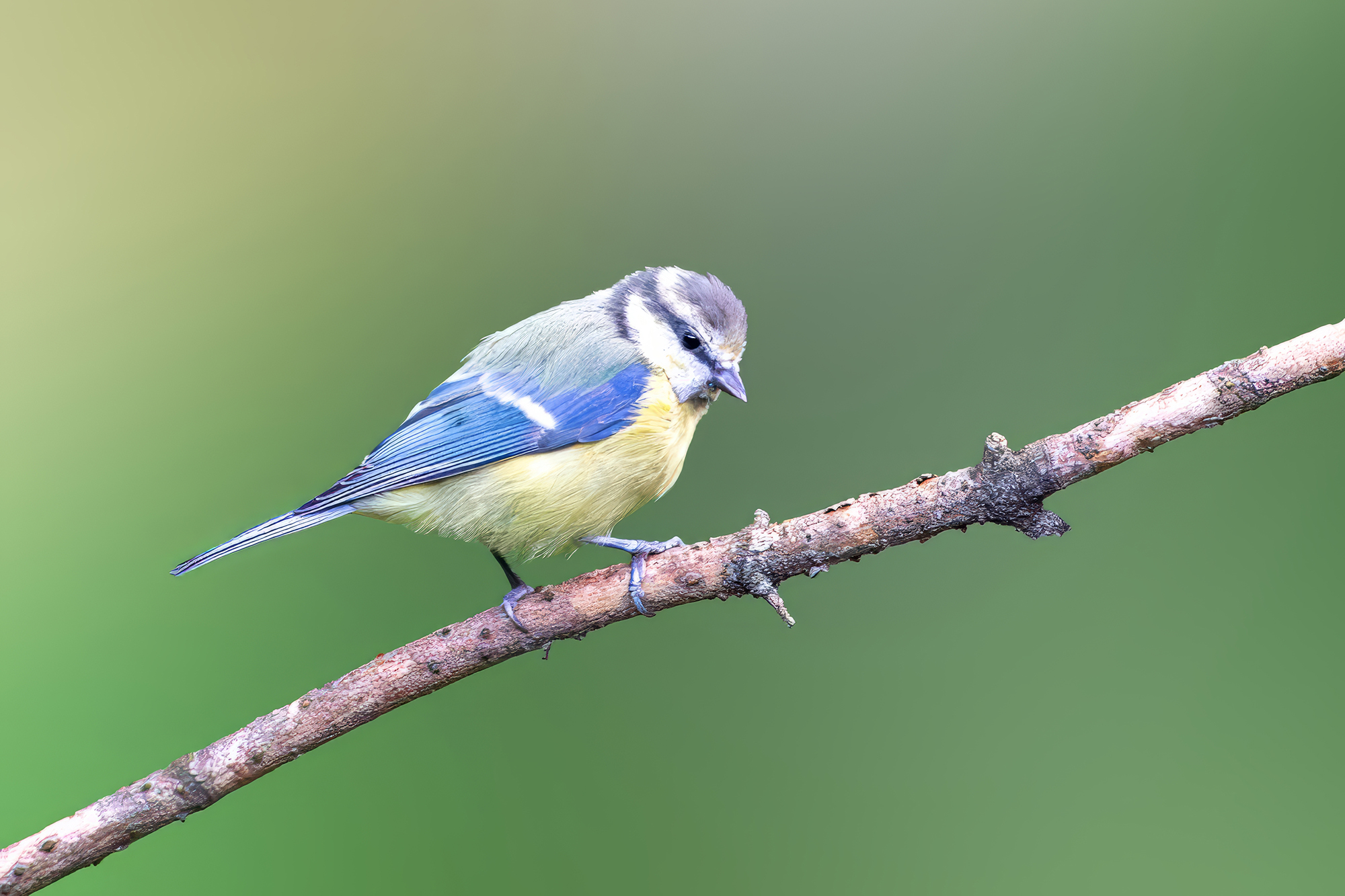 , Молодкин Дмитрий