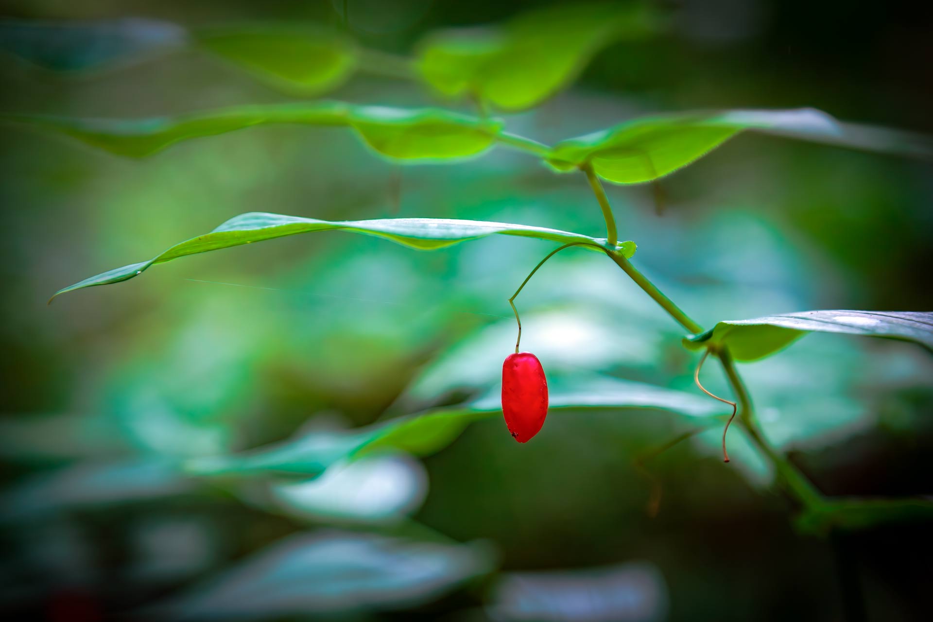 стрептопус, флора, ягода, Уткин Дмитрий