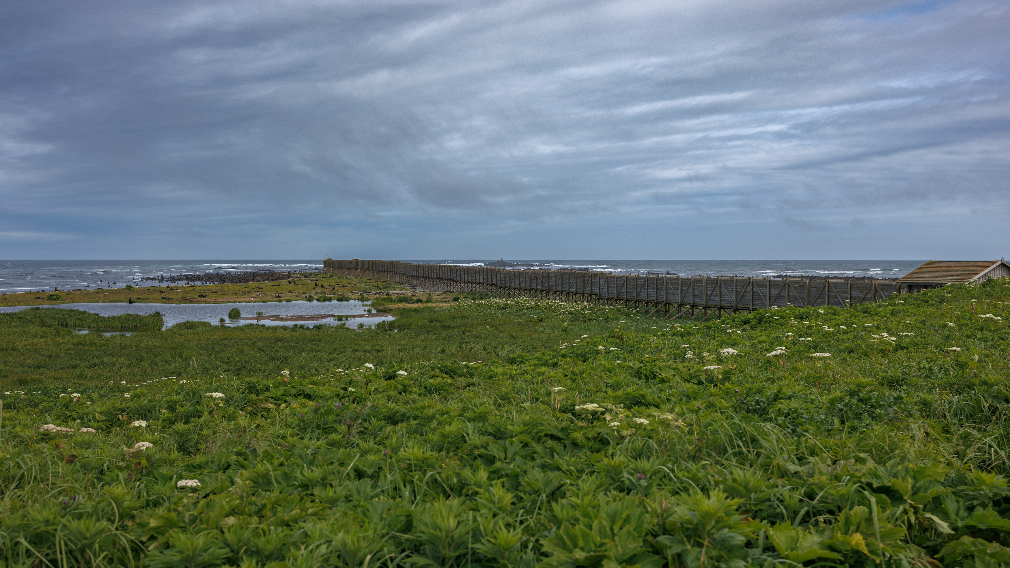 эстакада, северное лежбище, камчатка, командоры, 2025, Vladimir goiiiguk