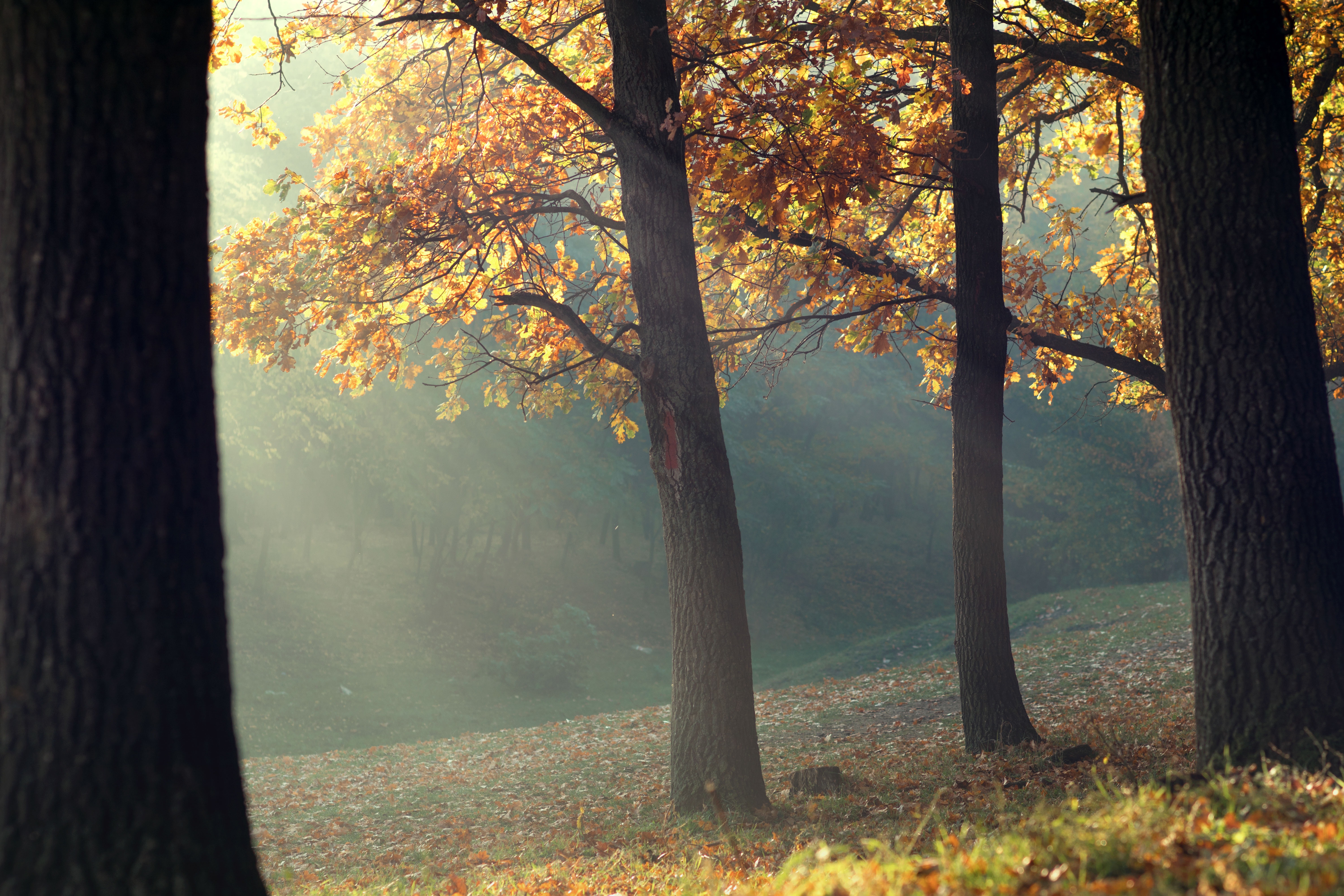 лес, солнечные лучи, туман, деревья, свет сквозь листву, золотая осень, Moldova, forest, autumn, sunlight, inspiration, silence, Oleg Suhenko